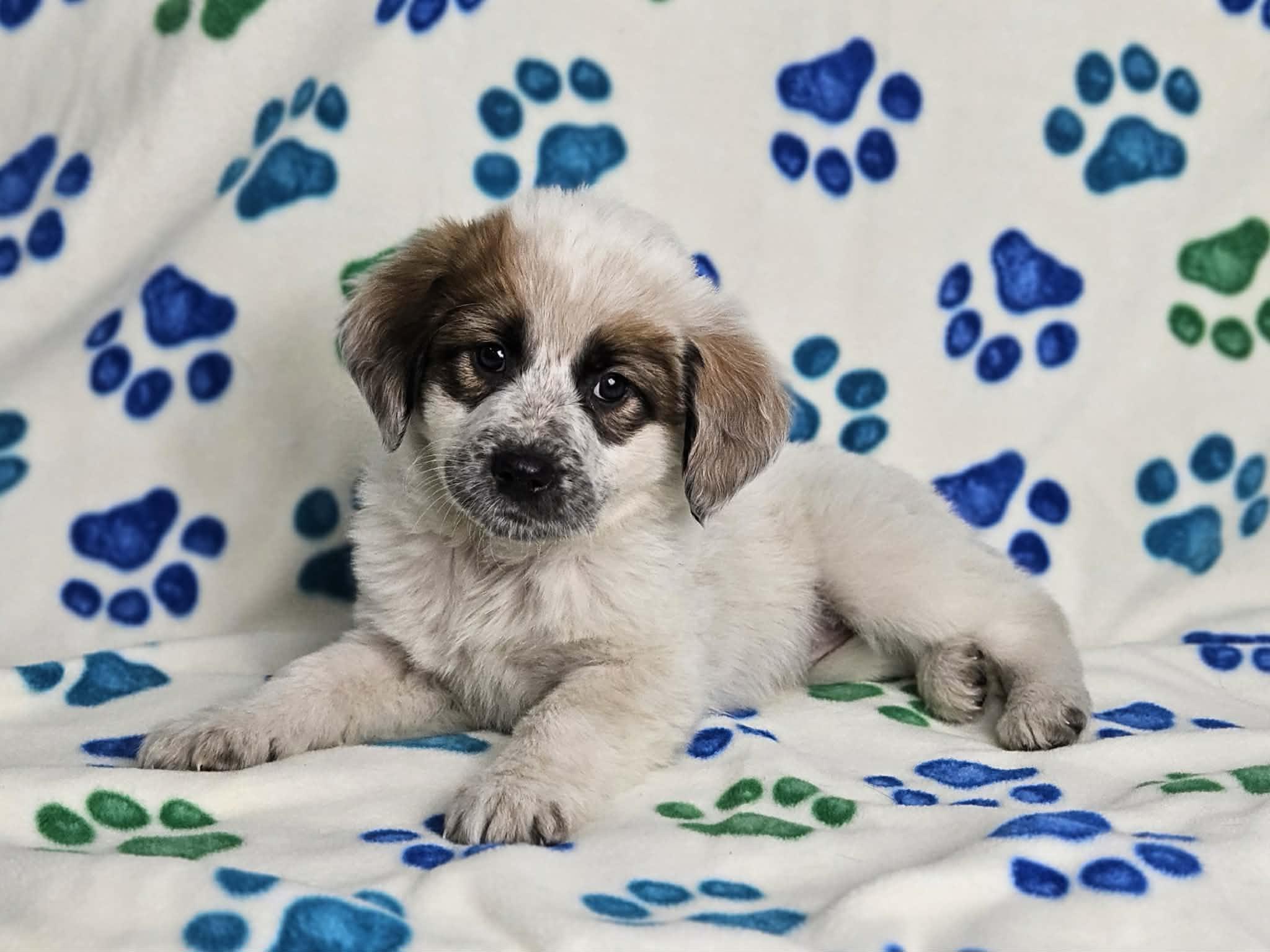 Enlarge Rowyn, an adopted mixed breed in East Sparta, OH image 1/1