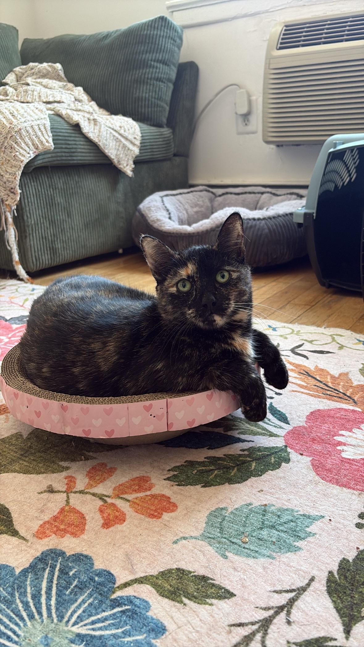 Enlarge Mitzi, a ADOPTABLE Domestic Short Hair in Newark, NJ image 2/2