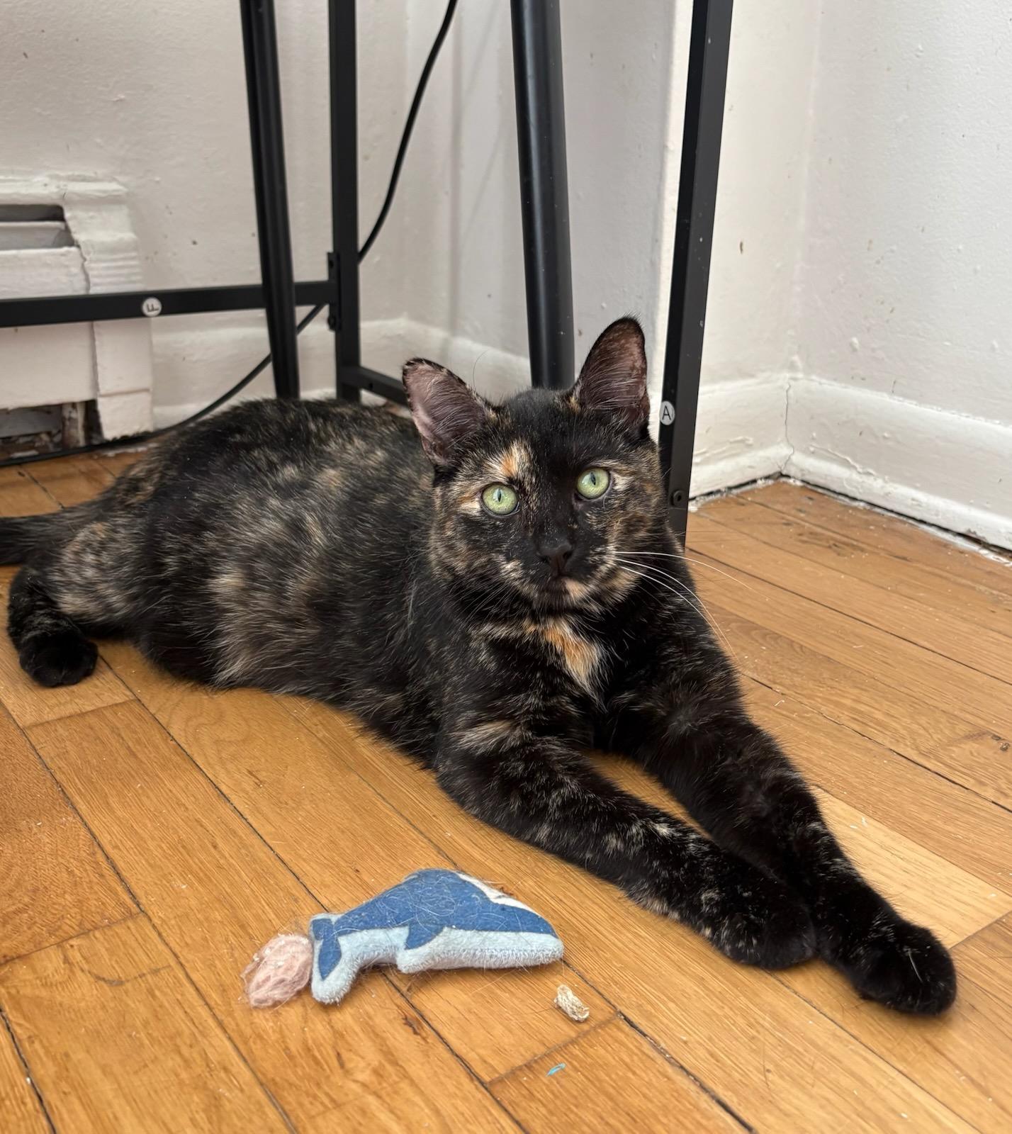 Mitzi, ADOPTABLE, Young Female Domestic Short Hair.