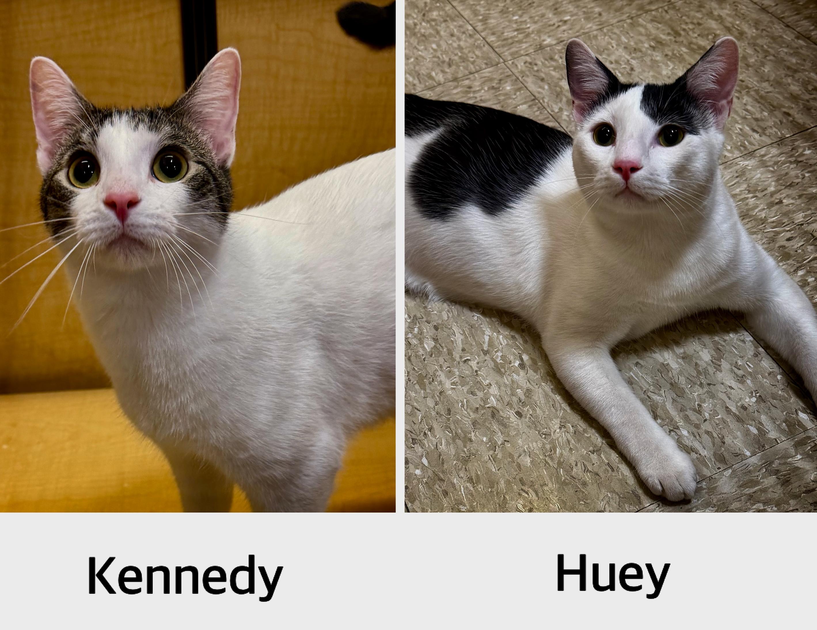 Kennedy and Huey, adopted, Young Male Domestic Short Hair.