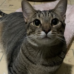 Taylor, a Adoptable mixed breed in Raleigh, NC image 3/5