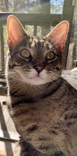 Taylor, a Adoptable mixed breed in Raleigh, NC image 1/5