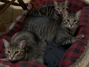 Taylor, a Adoptable mixed breed in Raleigh, NC image 4/5