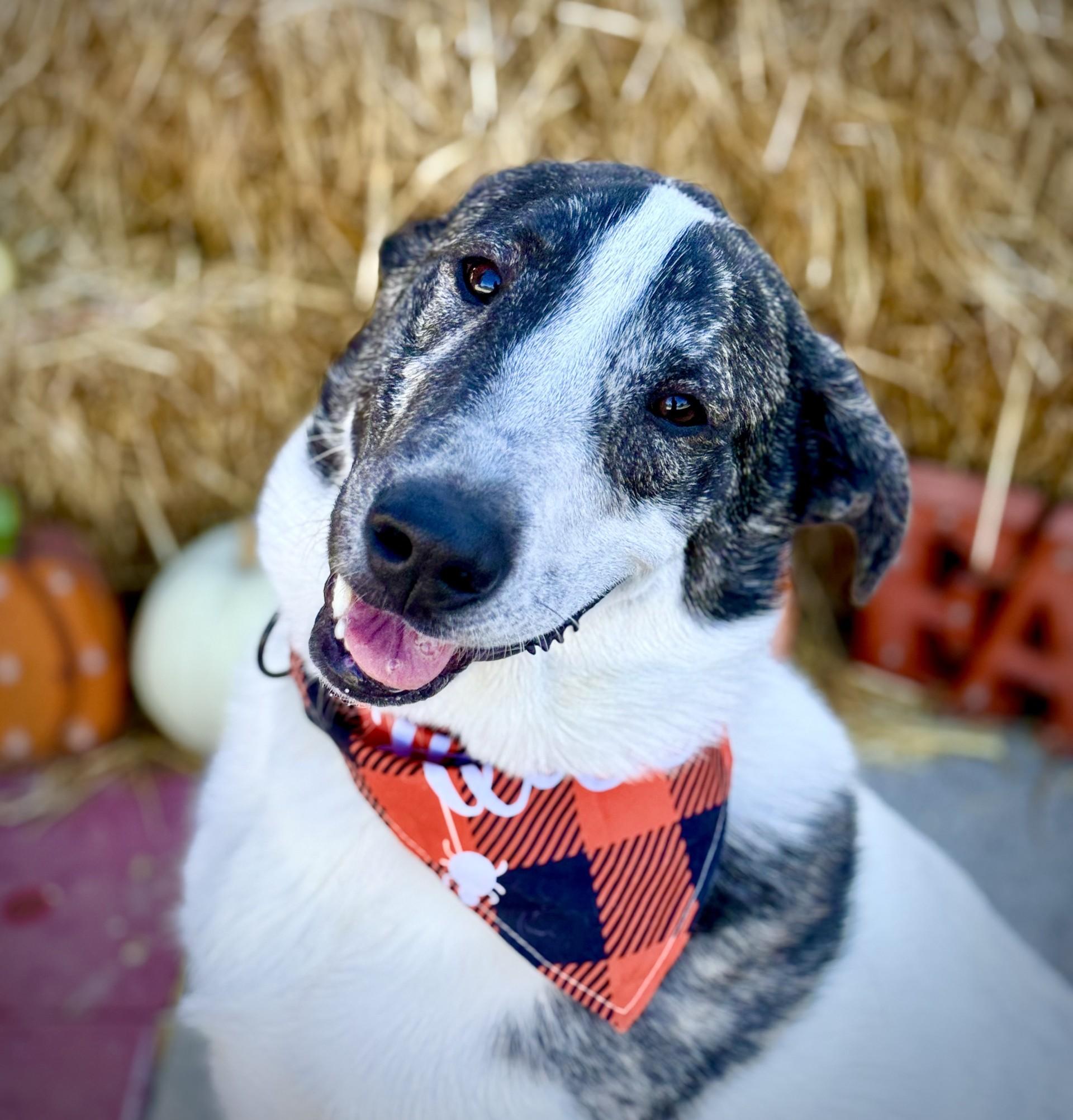Enlarge Gunner, a Adoptable mixed breed in Effingham, IL image 1/6
