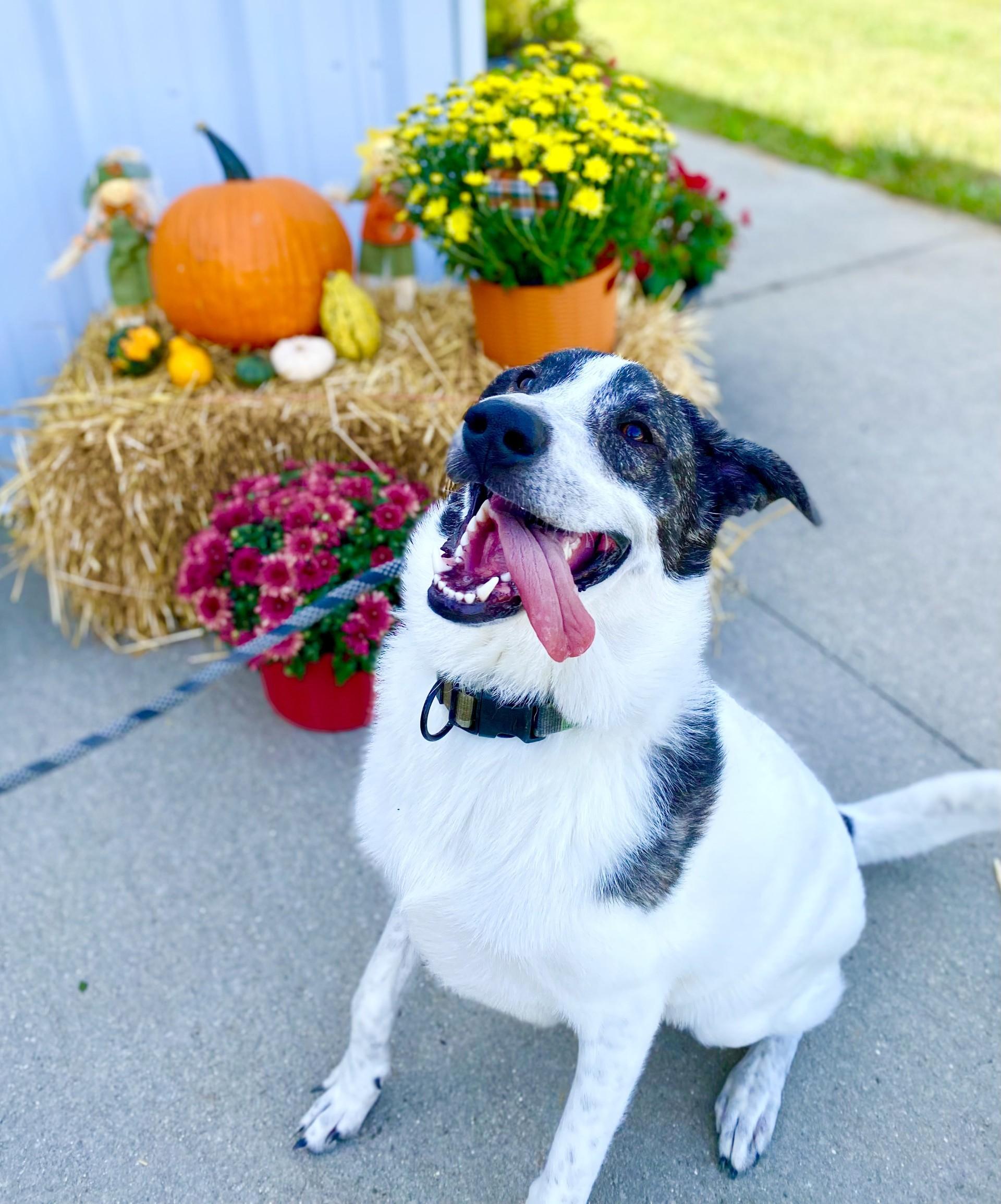 Enlarge Gunner, a Adoptable mixed breed in Effingham, IL image 2/6