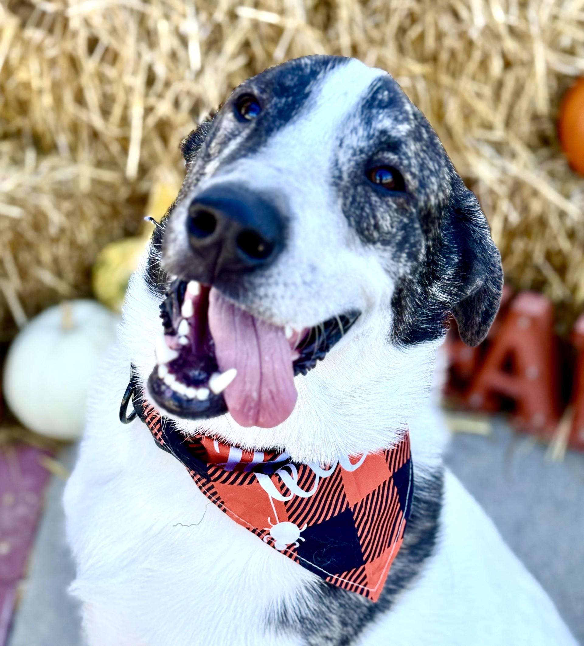 Enlarge Gunner, a Adoptable mixed breed in Effingham, IL image 3/6
