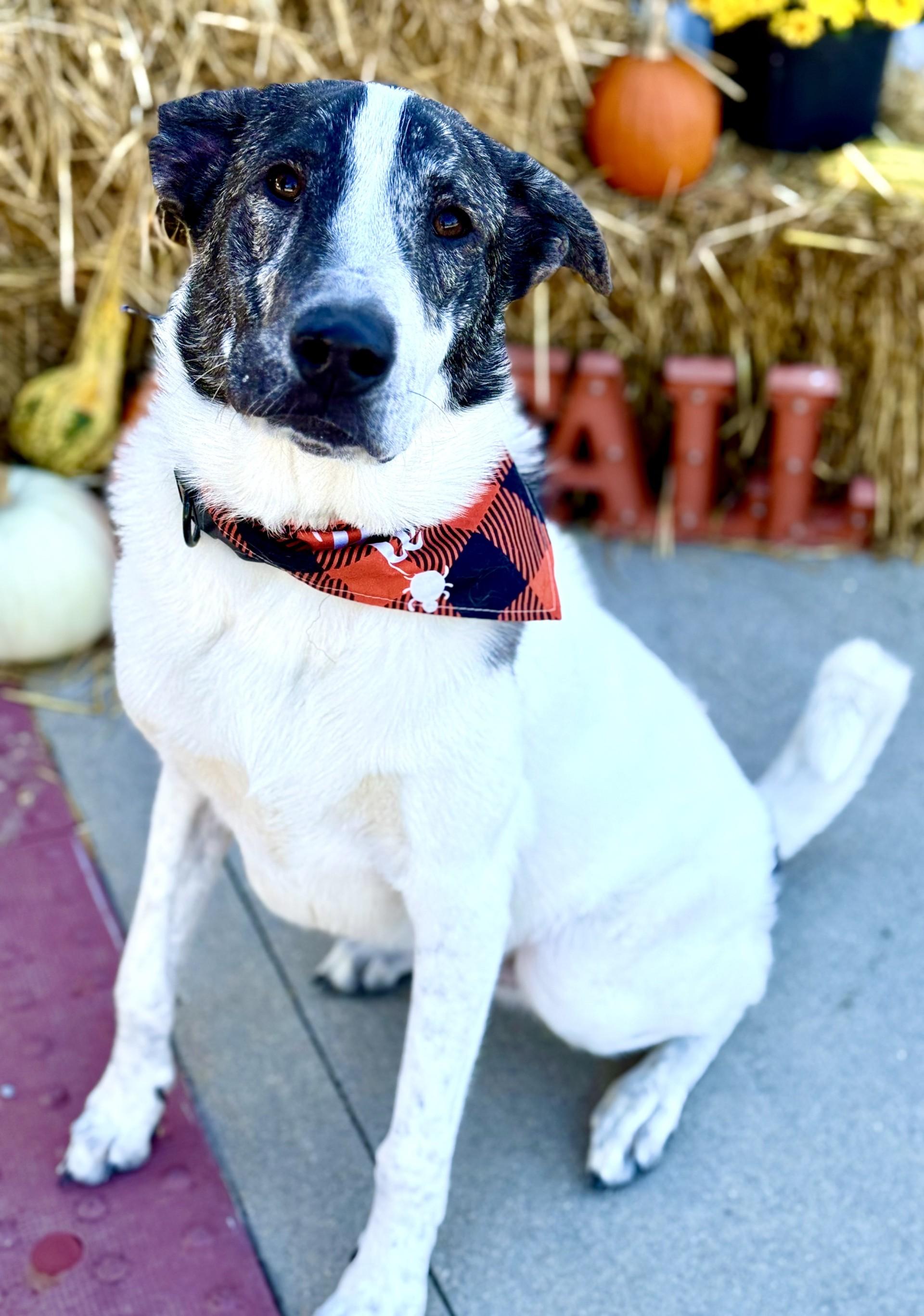 Enlarge Gunner, a Adoptable mixed breed in Effingham, IL image 4/6