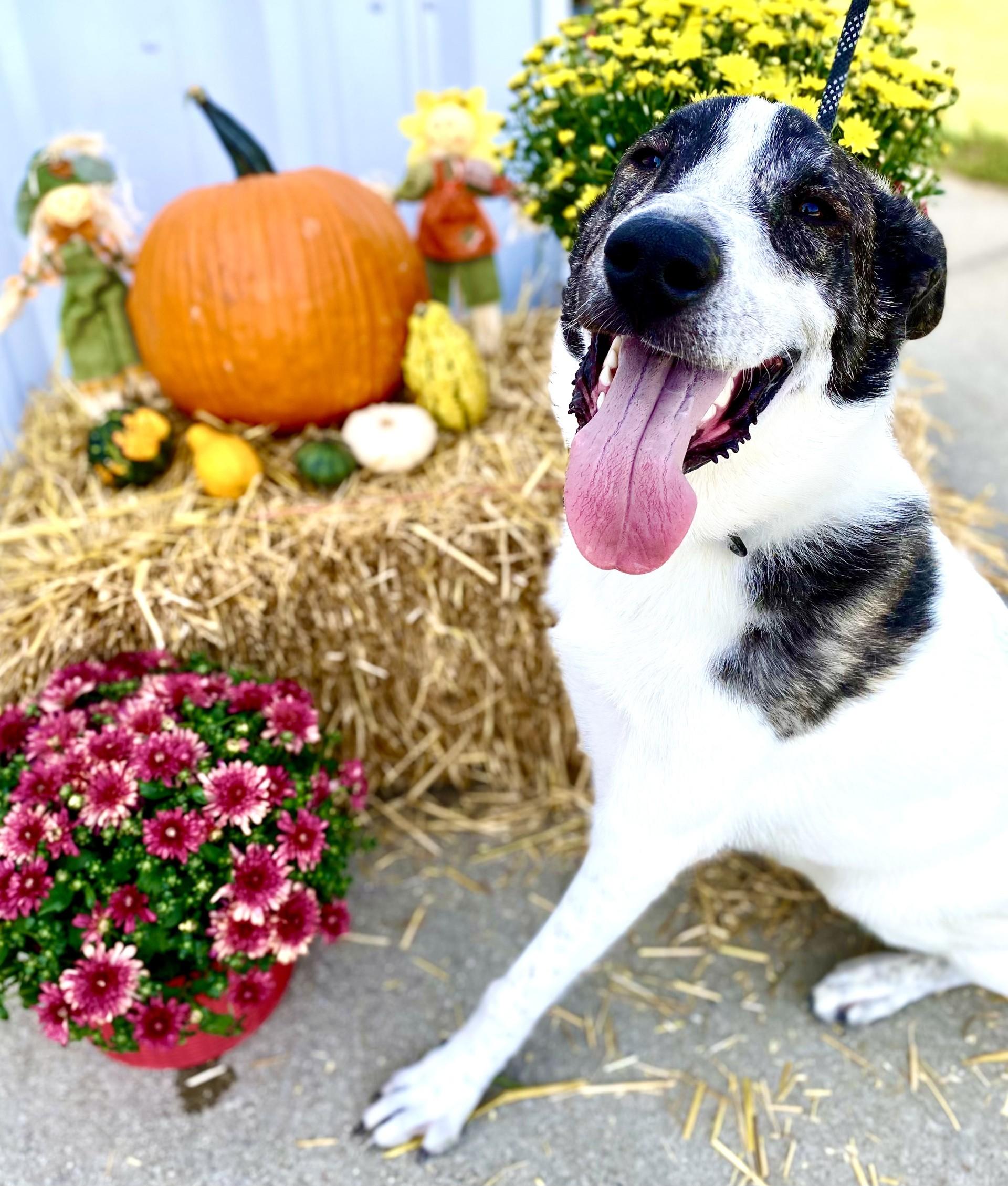Enlarge Gunner, a Adoptable mixed breed in Effingham, IL image 5/6