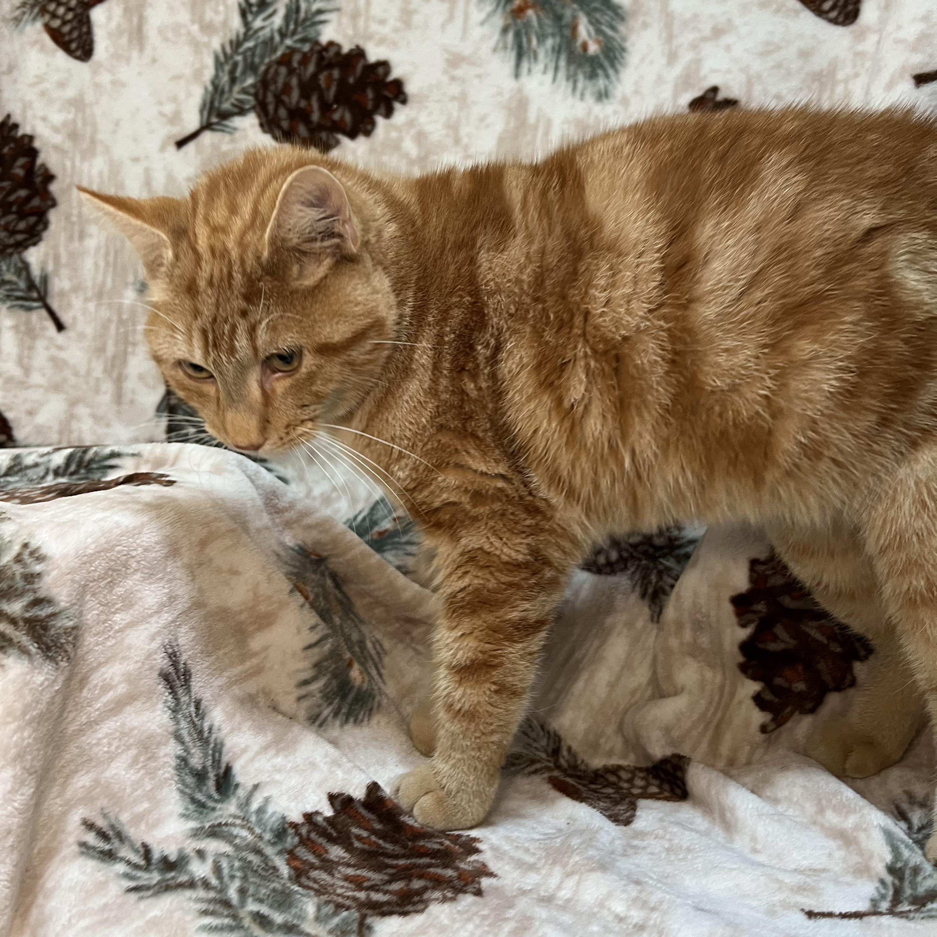 Derrick - At PetSmart in Mankato, a ADOPTABLE Domestic Short Hair in Fairmont, MN image 4/6