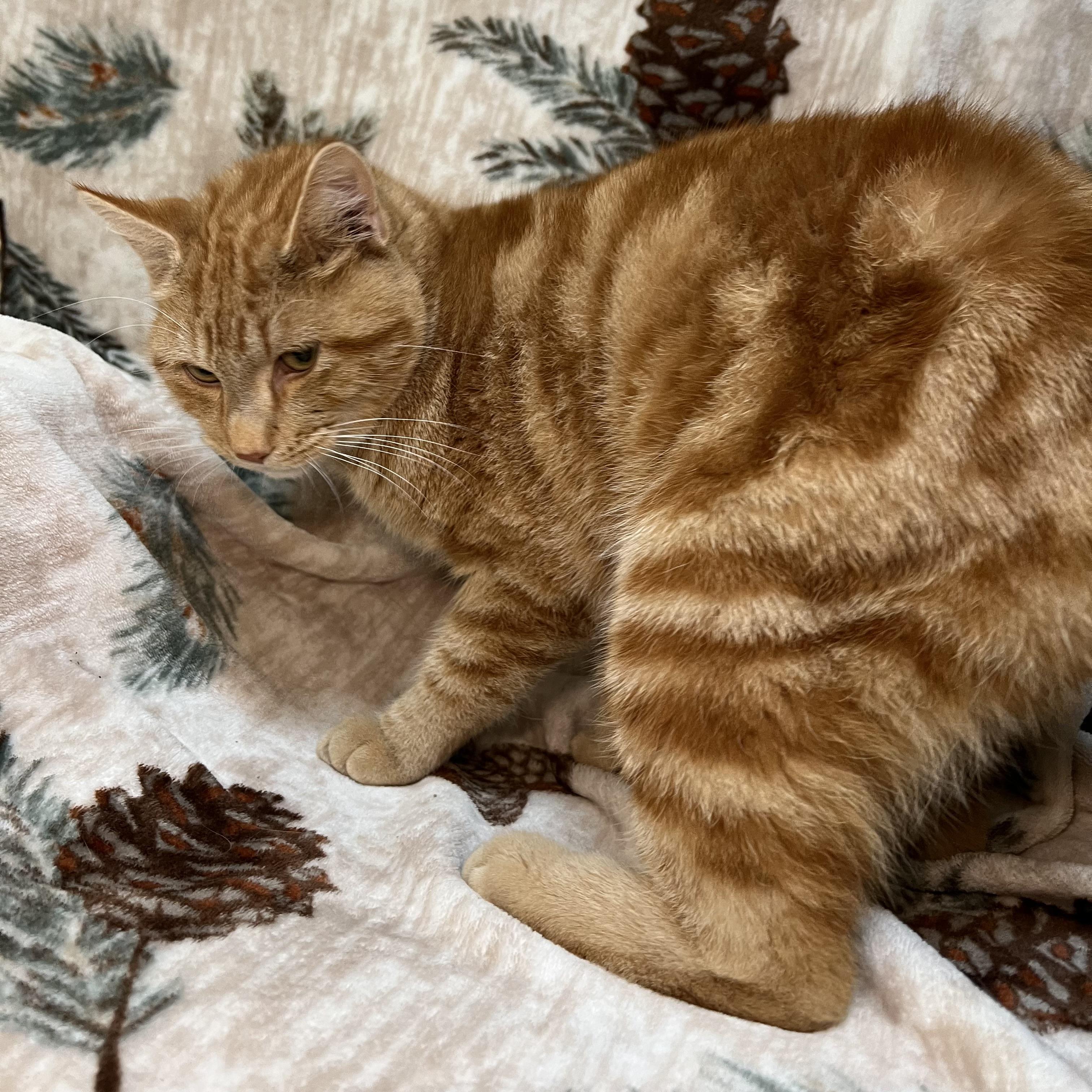 Derrick - At PetSmart in Mankato, a ADOPTABLE Domestic Short Hair in Fairmont, MN image 6/6