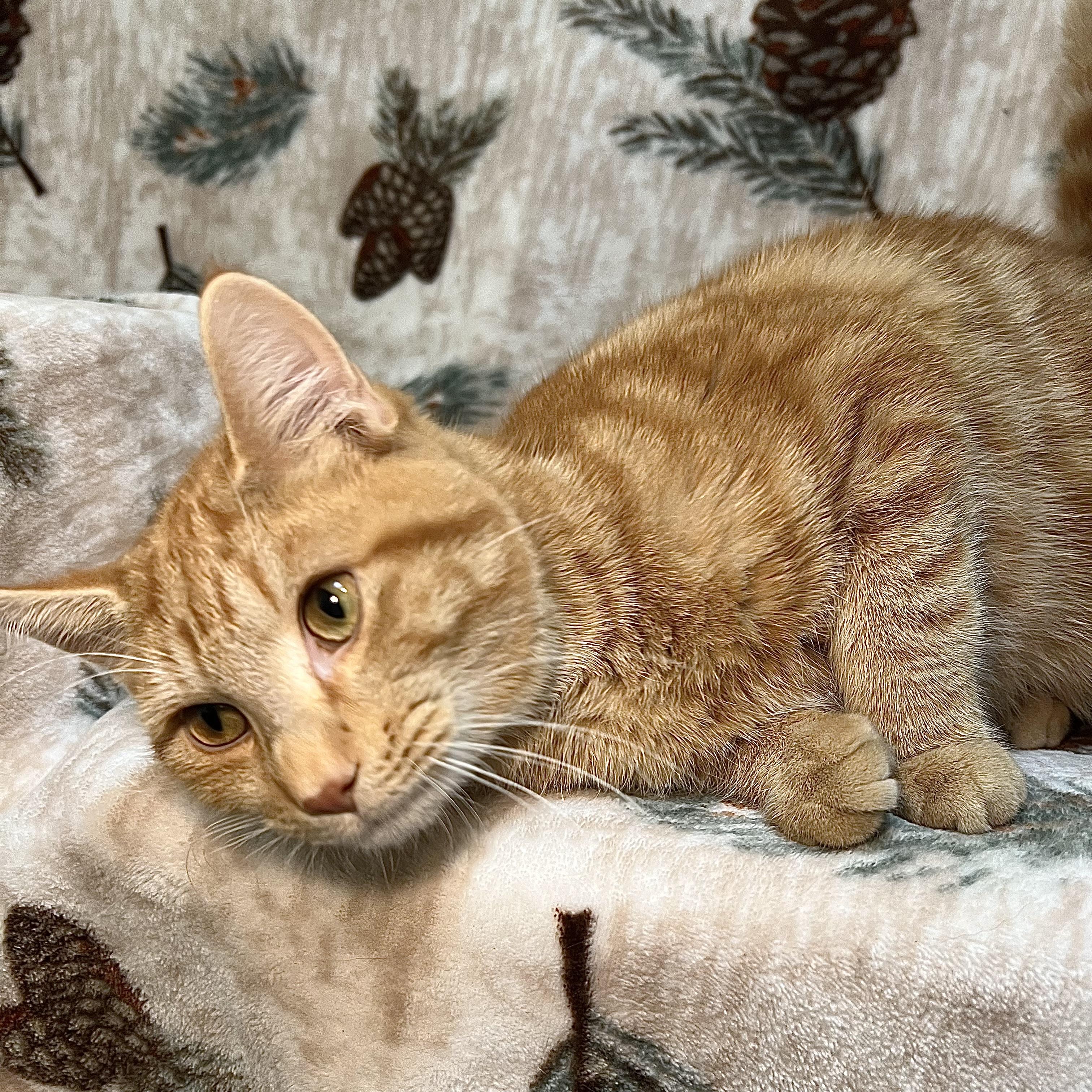 Derrick - At PetSmart in Mankato, a ADOPTABLE Domestic Short Hair in Fairmont, MN image 3/6