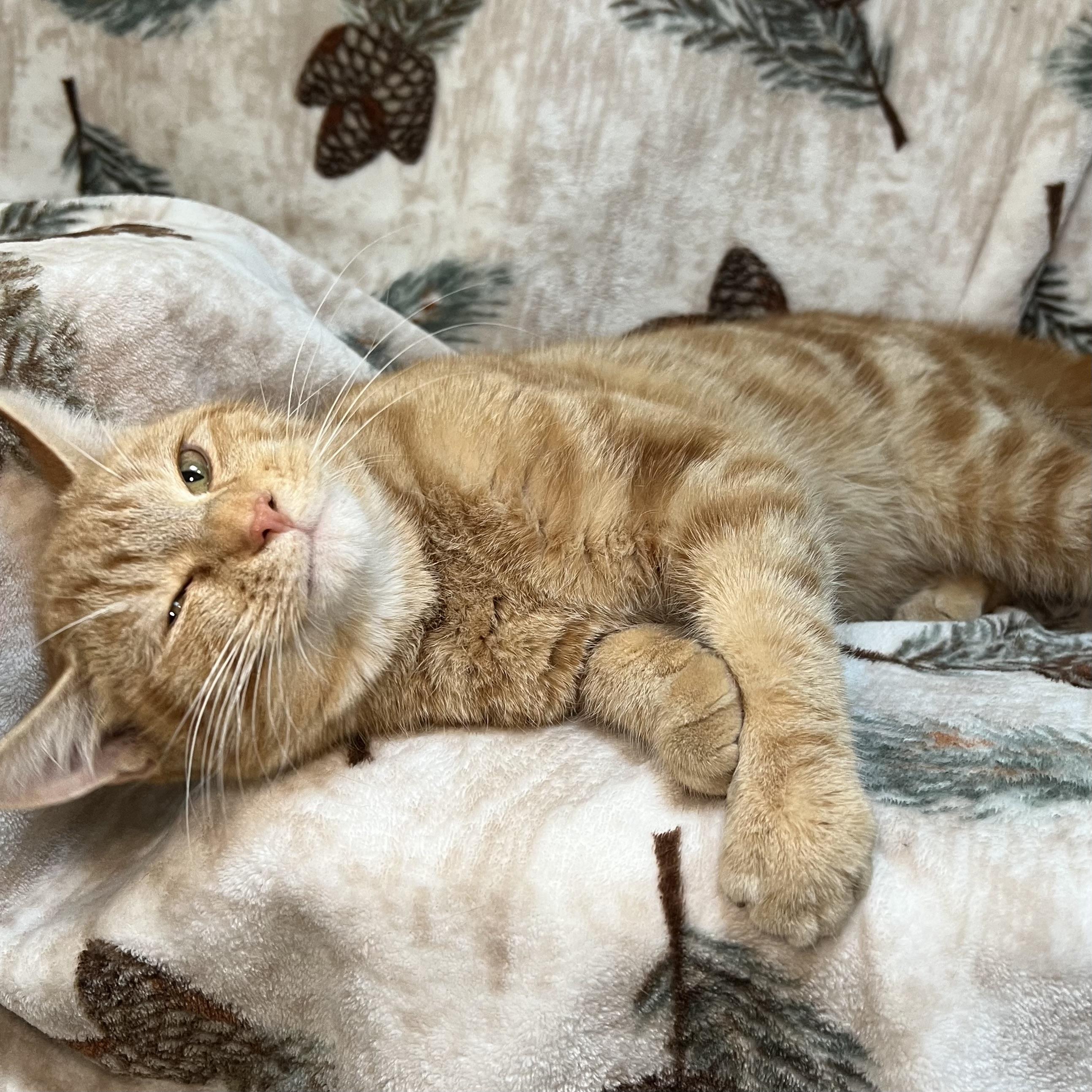 Derrick - At PetSmart in Mankato, a ADOPTABLE Domestic Short Hair in Fairmont, MN image 5/6