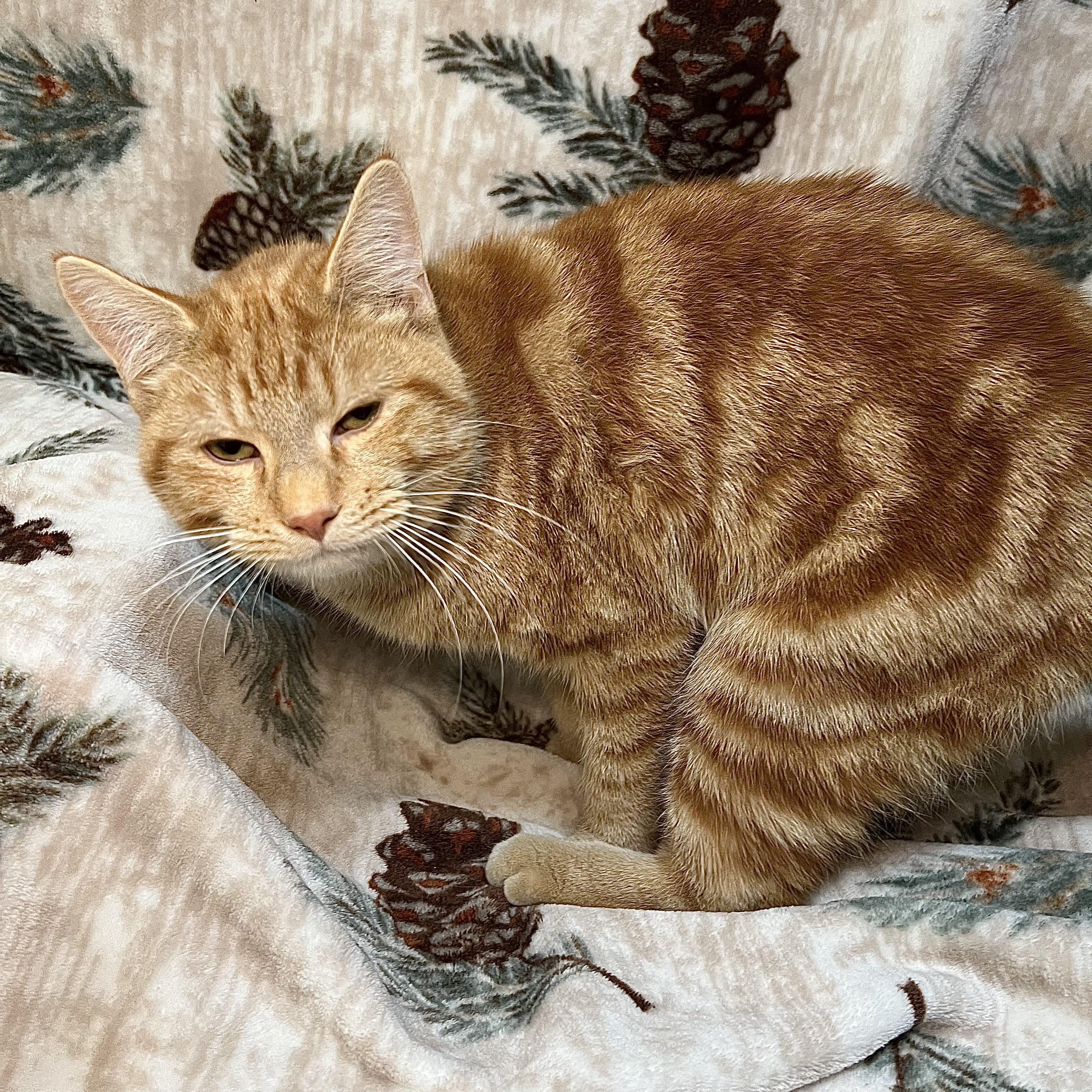 Derrick - At PetSmart in Mankato, a ADOPTABLE Domestic Short Hair in Fairmont, MN image 2/6