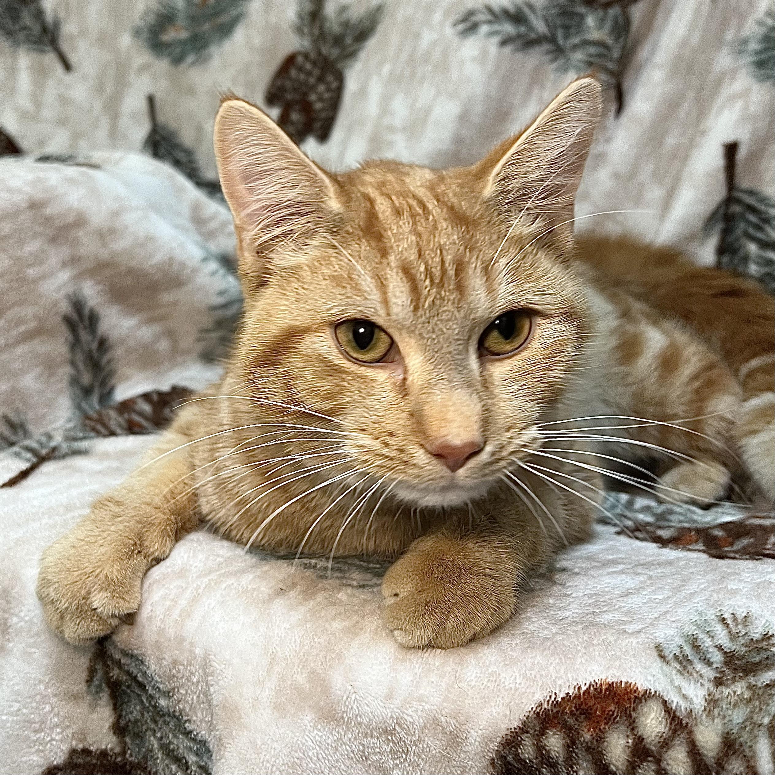 Derrick, ADOPTABLE, Adult Male Domestic Short Hair.