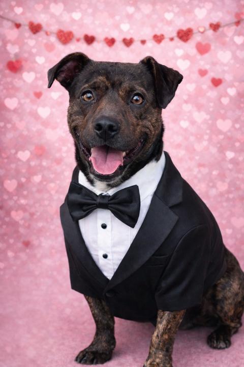 Enlarge Lincoln, a Adoptable mixed breed in Bedminster, NJ image 2/5
