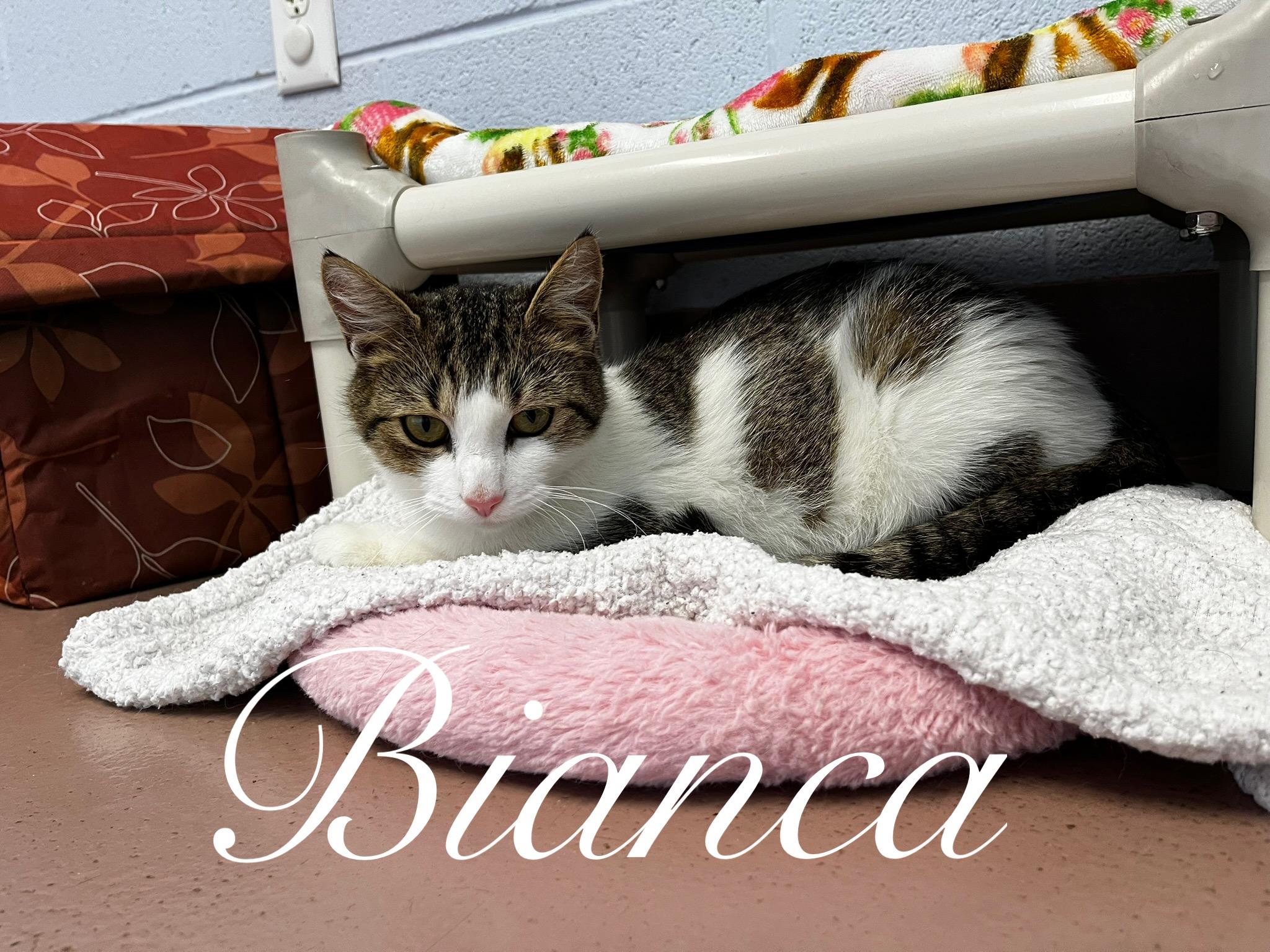 Enlarge Bianca, a Adoptable Domestic Short Hair in Prince Frederick, MD image 3/6