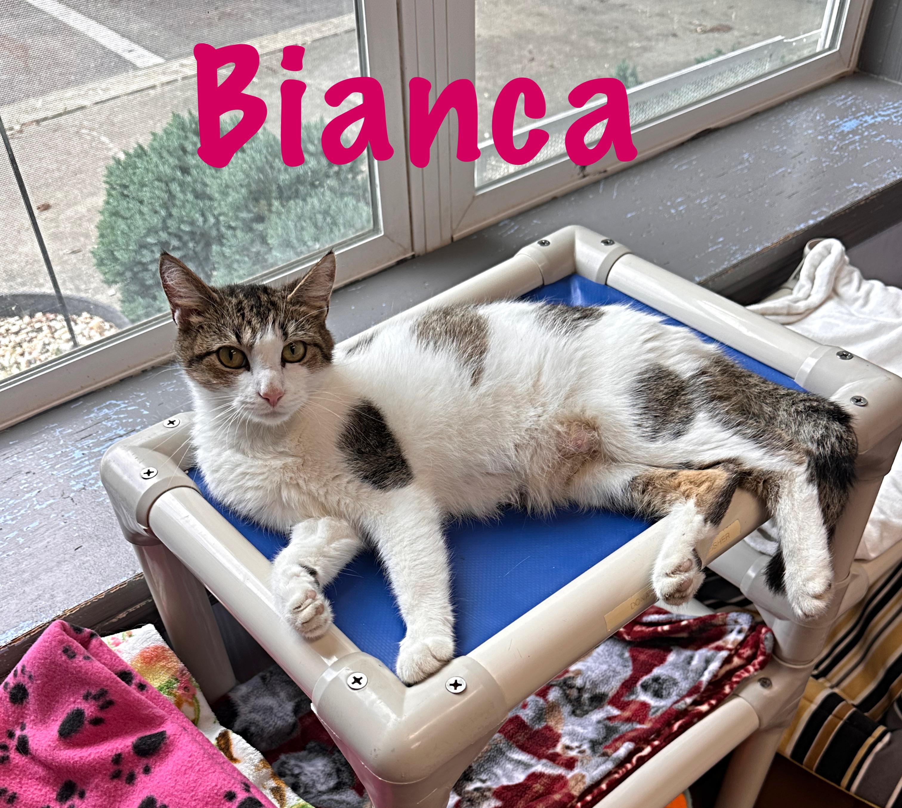 Enlarge Bianca, a Adoptable Domestic Short Hair in Prince Frederick, MD image 2/6