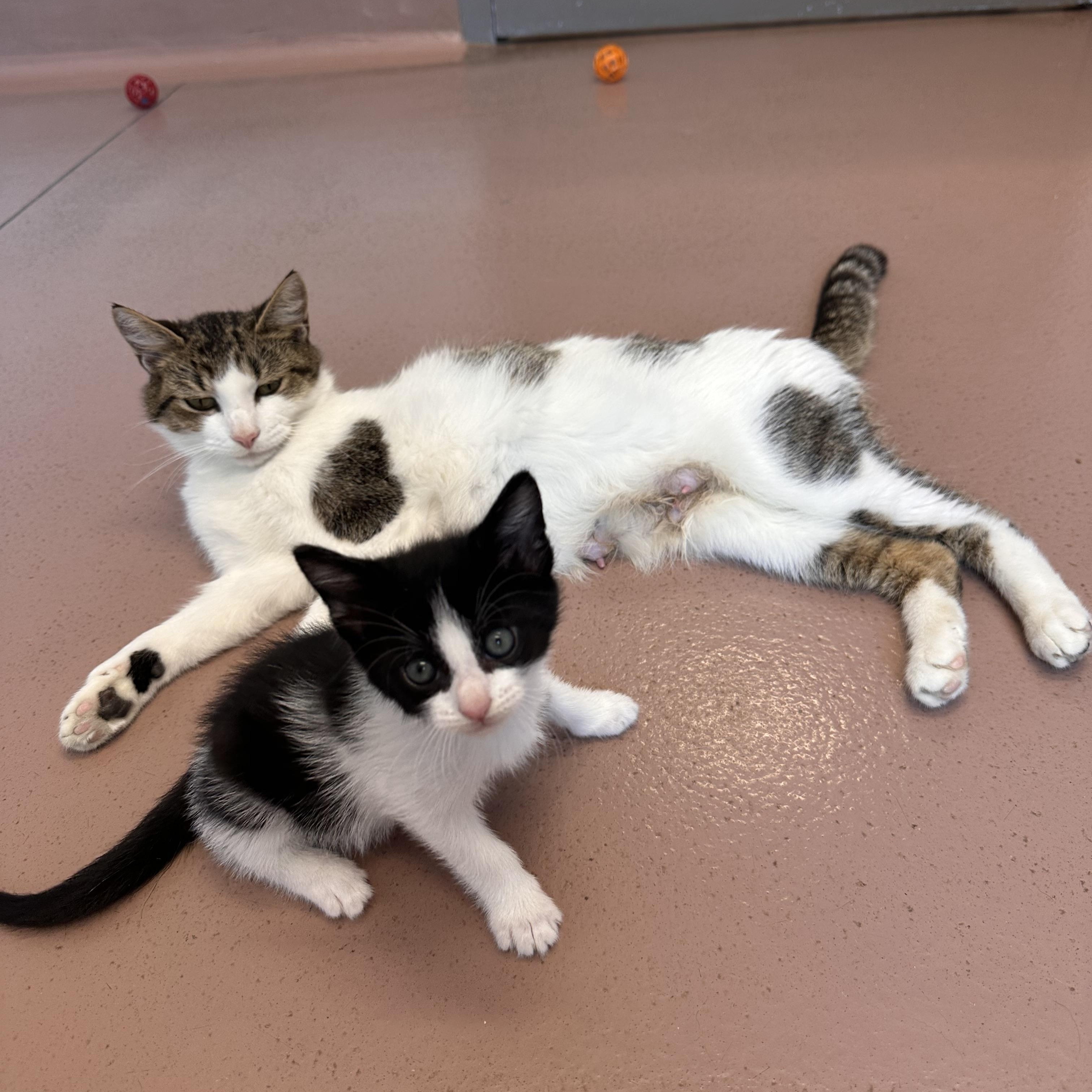 Enlarge Bianca, a Adoptable Domestic Short Hair in Prince Frederick, MD image 4/6