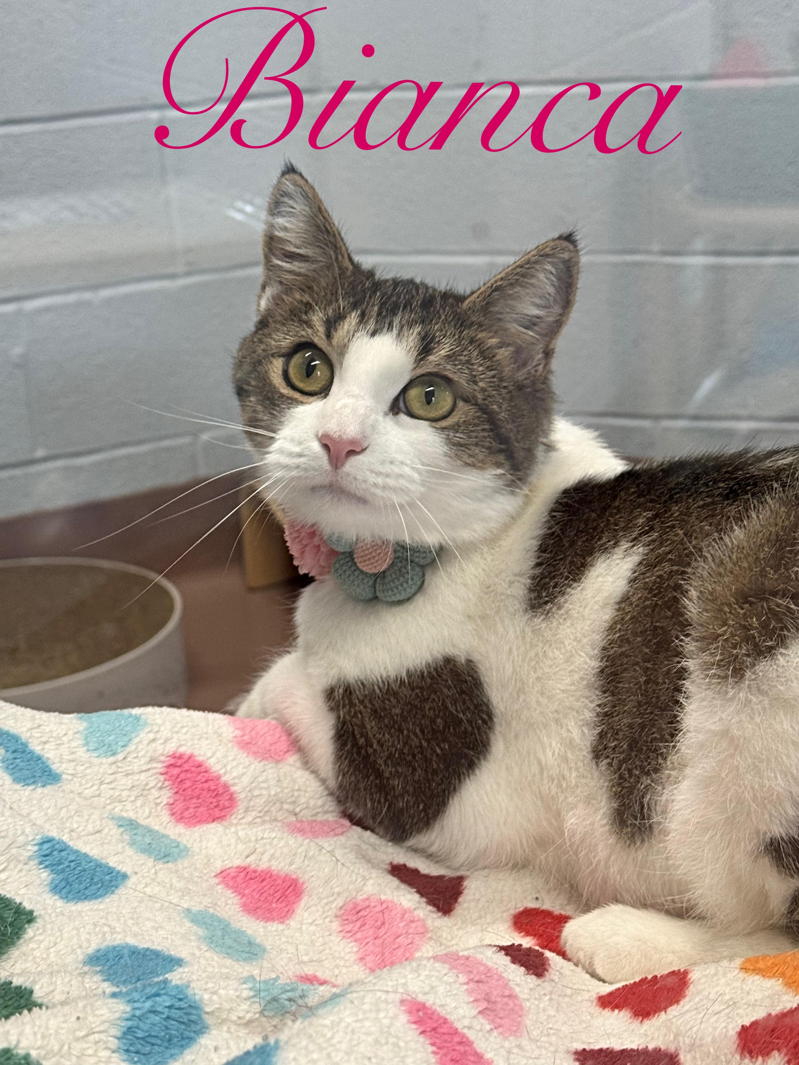 Bianca, Adoptable, Adult Female Domestic Short Hair.