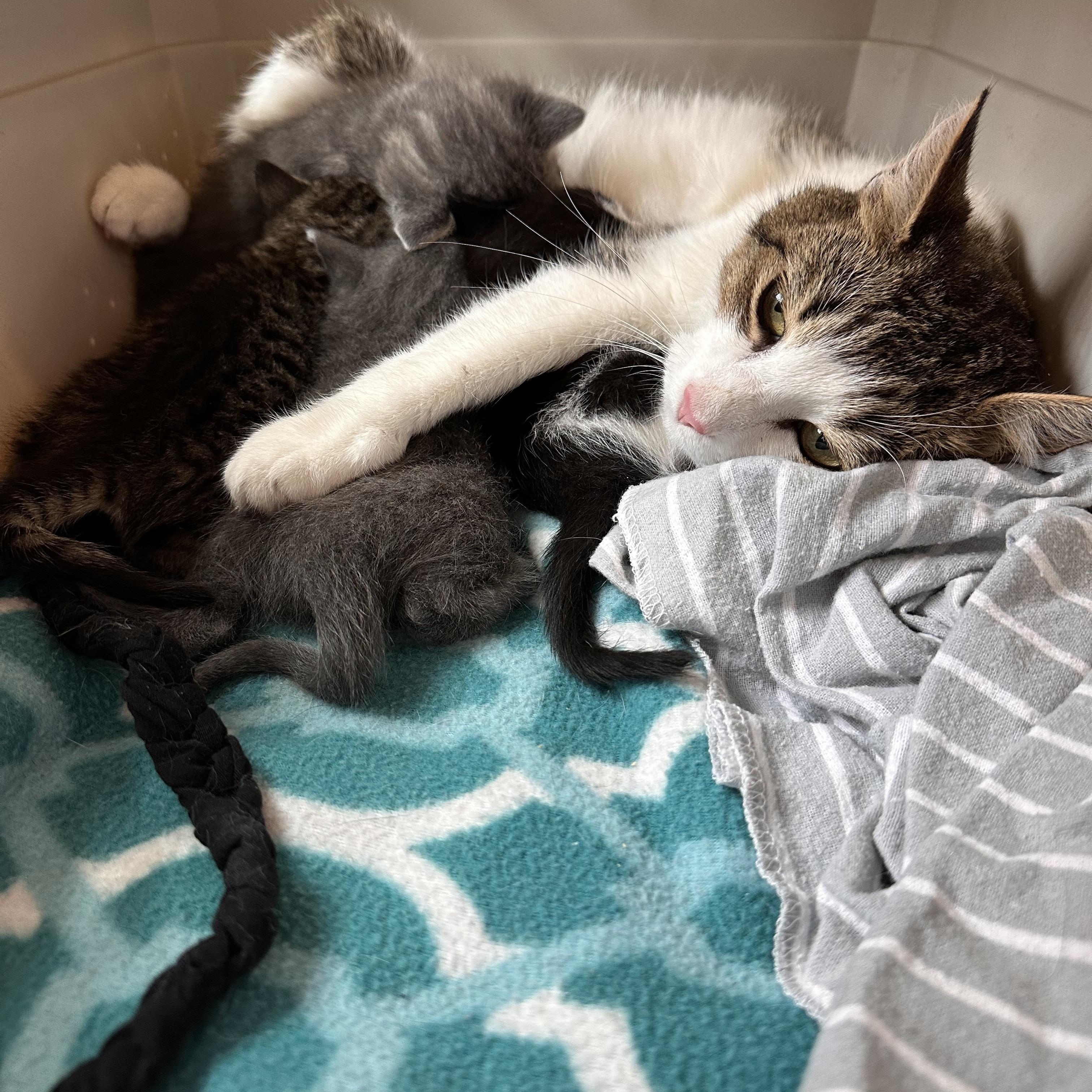 Enlarge Bianca, a Adoptable Domestic Short Hair in Prince Frederick, MD image 6/6