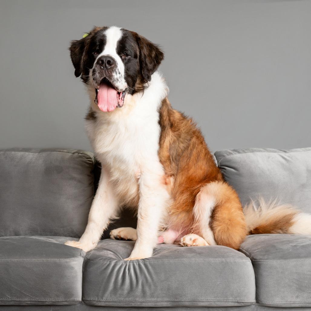 Enlarge Apollo, a Adoptable Saint Bernard in West Chester, PA image 1/6