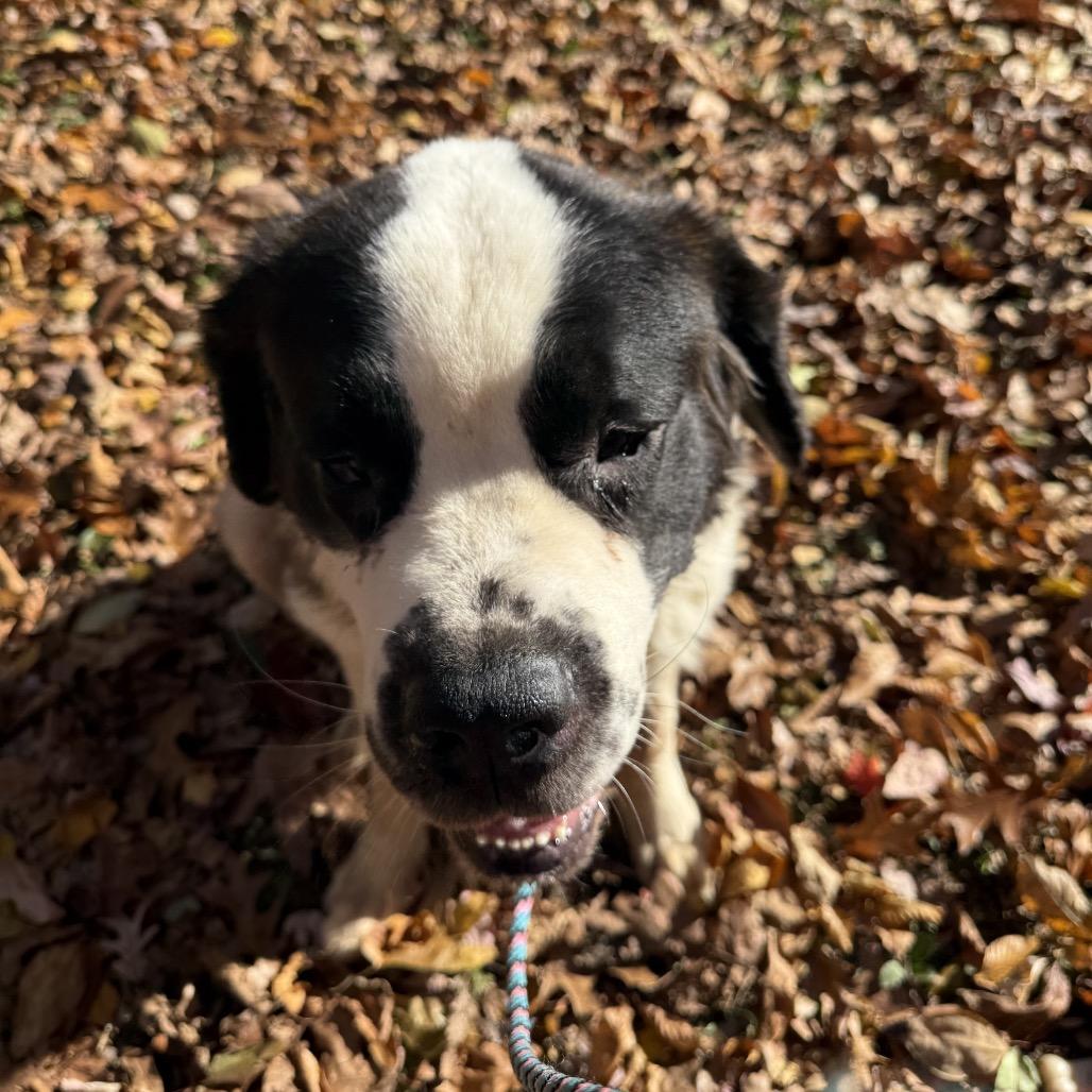 Apollo, a Adoptable Saint Bernard in West Chester, PA image 1/6