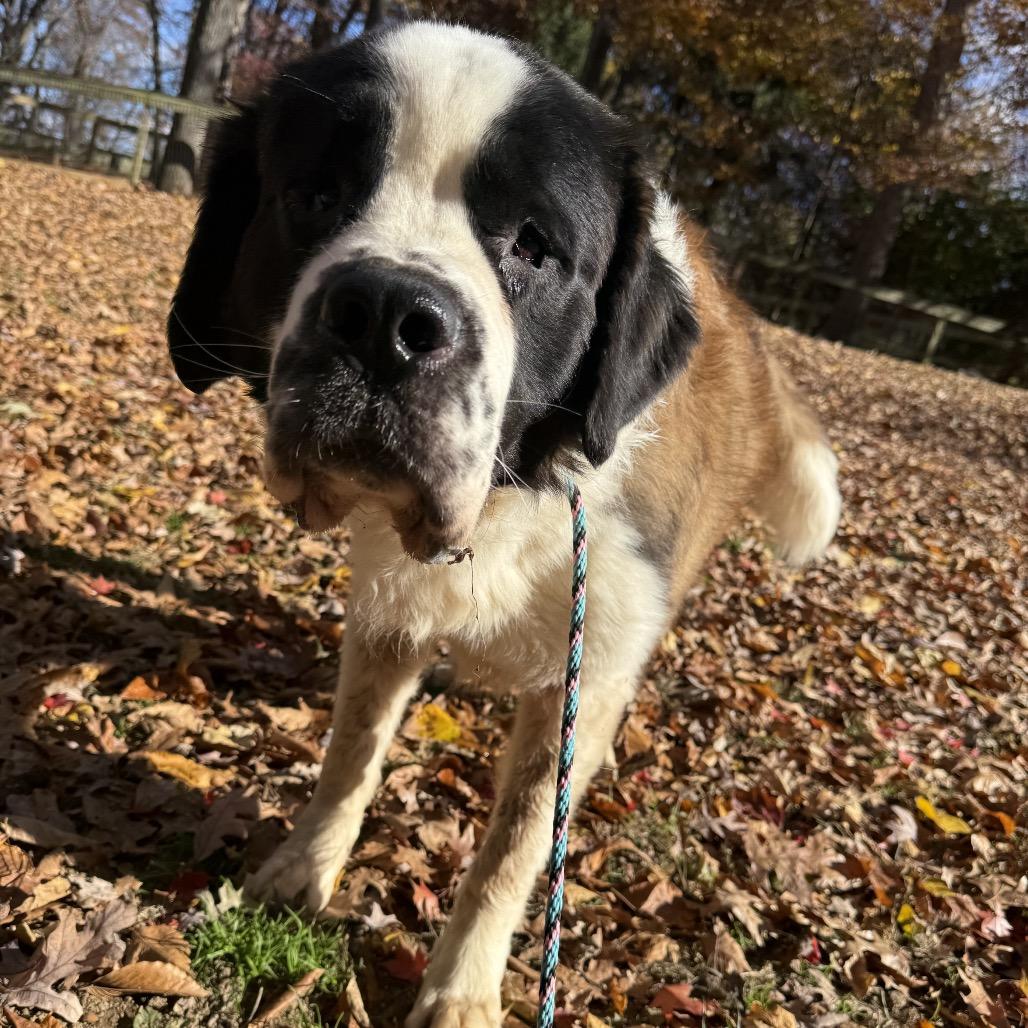 Apollo, a Adoptable Saint Bernard in West Chester, PA image 2/6