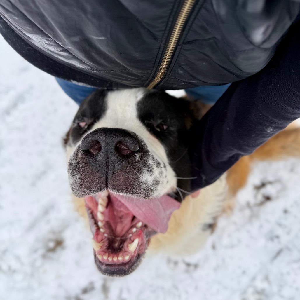 Apollo, a Adoptable Saint Bernard in West Chester, PA image 4/6