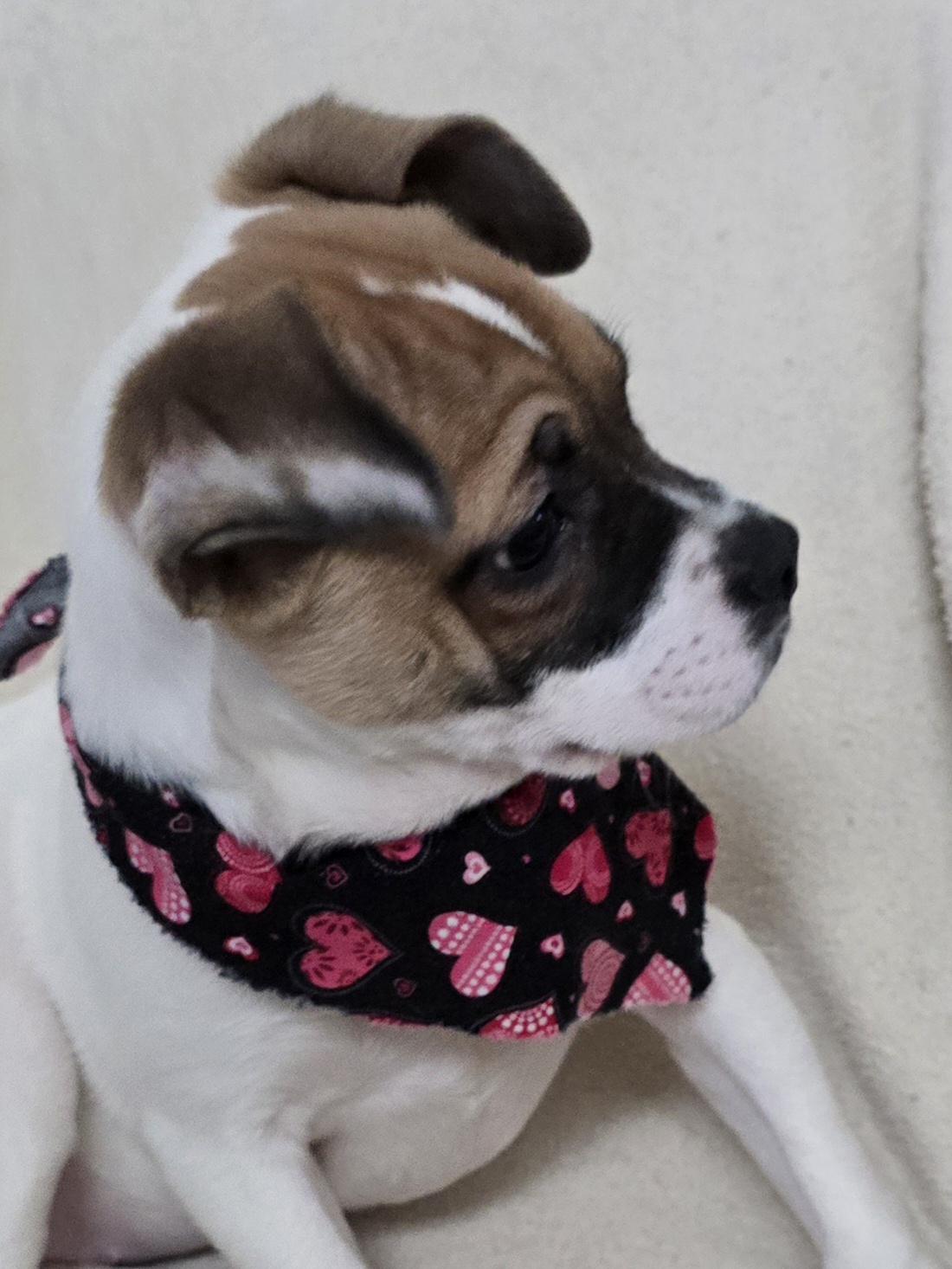 Enlarge Penny, a ADOPTABLE mixed breed in Terre Haute, IN image 2/5