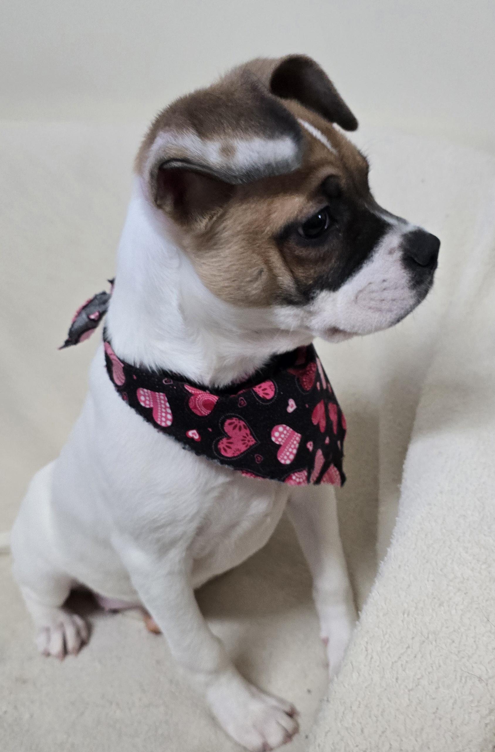 Enlarge Penny, a ADOPTABLE mixed breed in Terre Haute, IN image 5/5