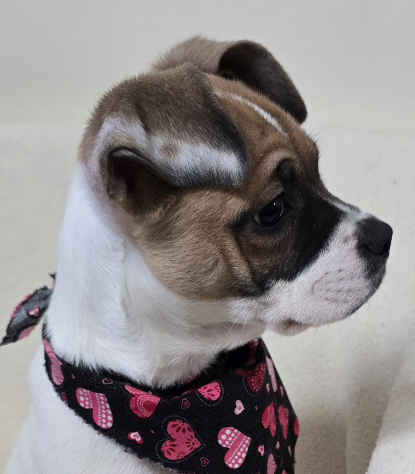 Enlarge Penny, a ADOPTABLE mixed breed in Terre Haute, IN image 3/5