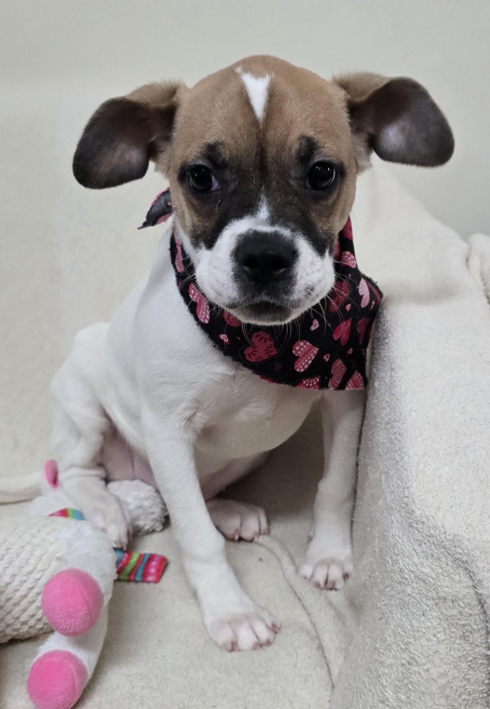 Penny, ADOPTABLE, Puppy Female Boxer.