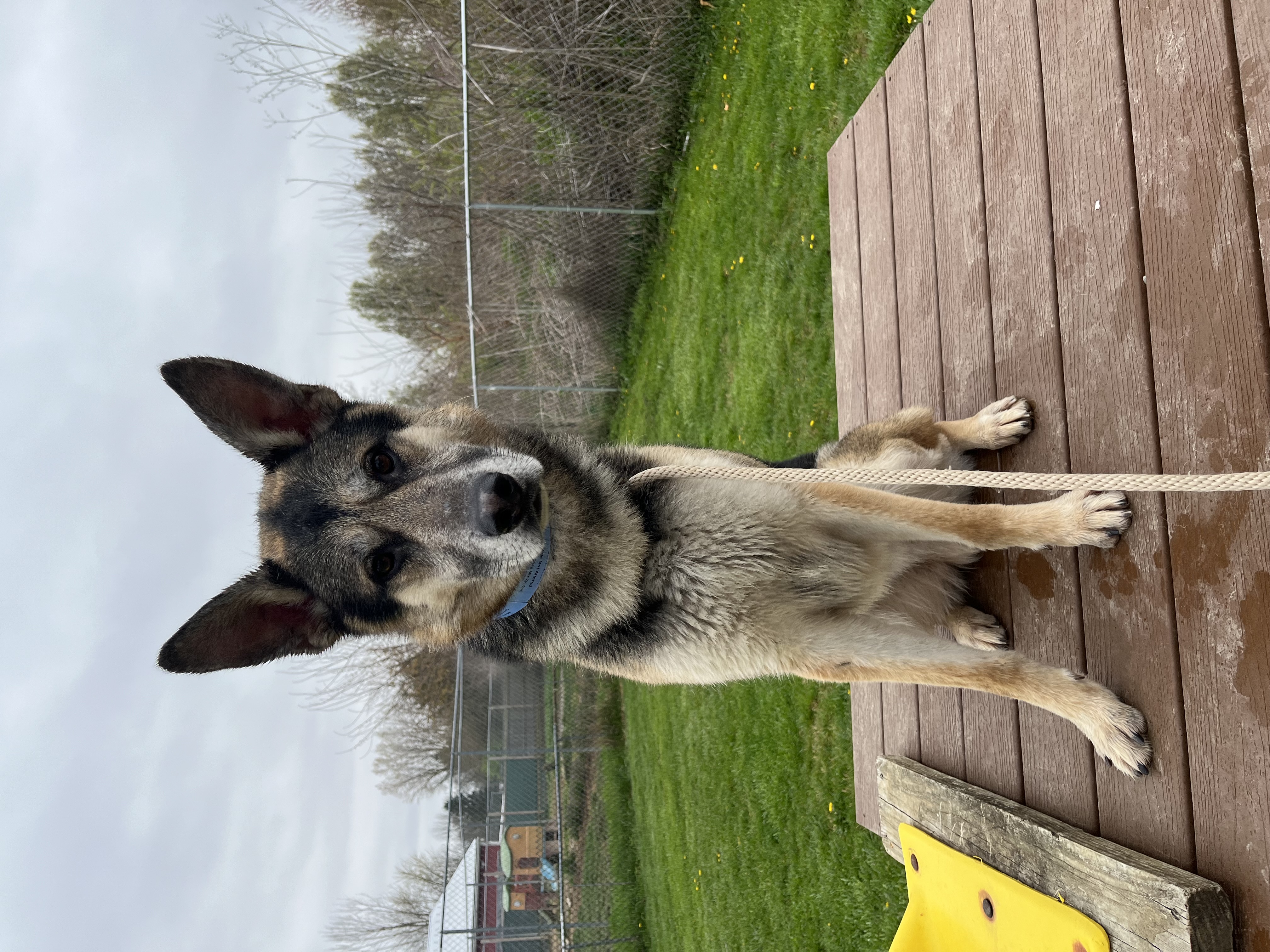 Creek, adoptable, Adult Male German Shepherd Dog.