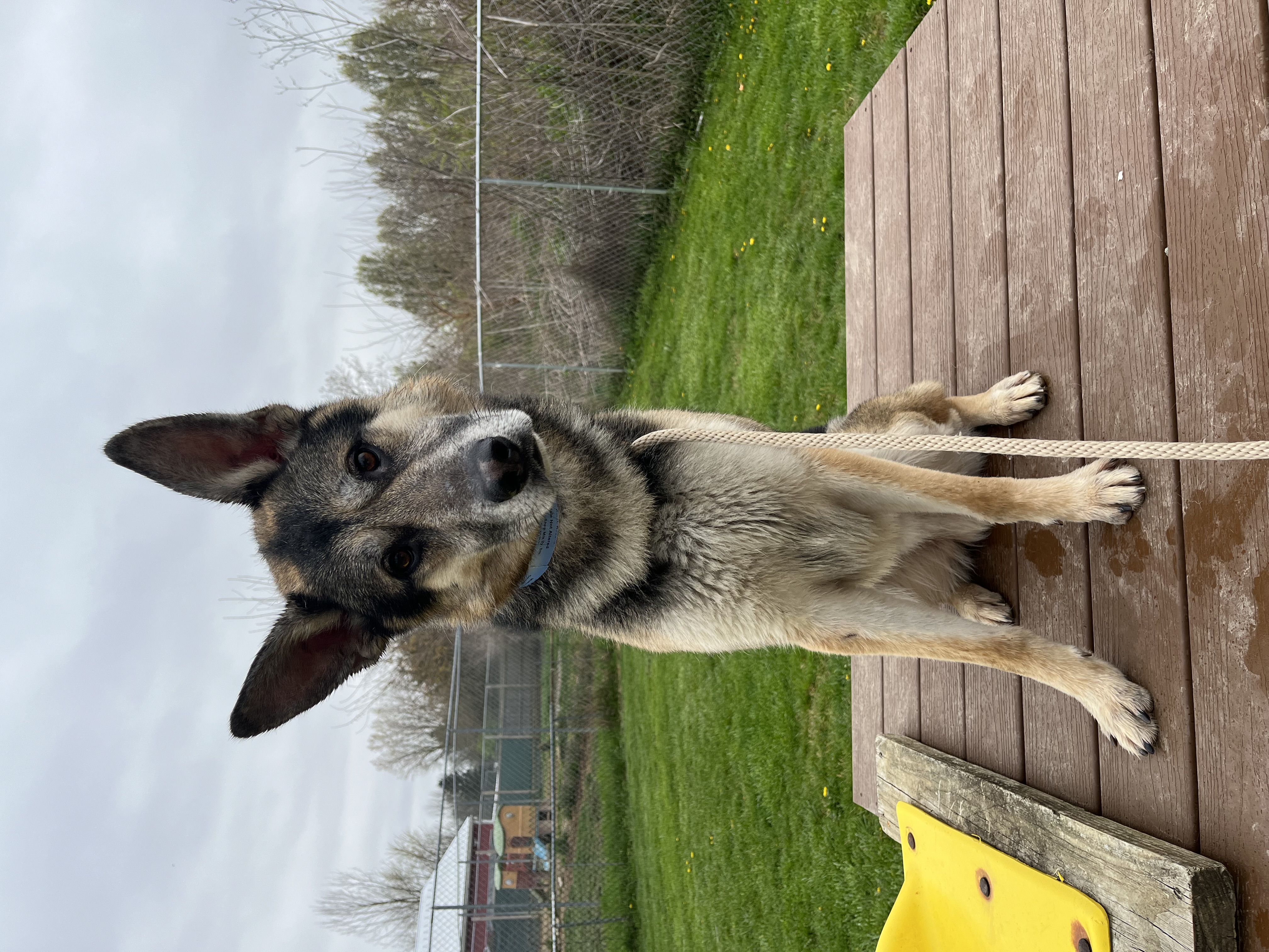 Enlarge Creek, an adoptable German Shepherd Dog in Xenia, OH image 2/6
