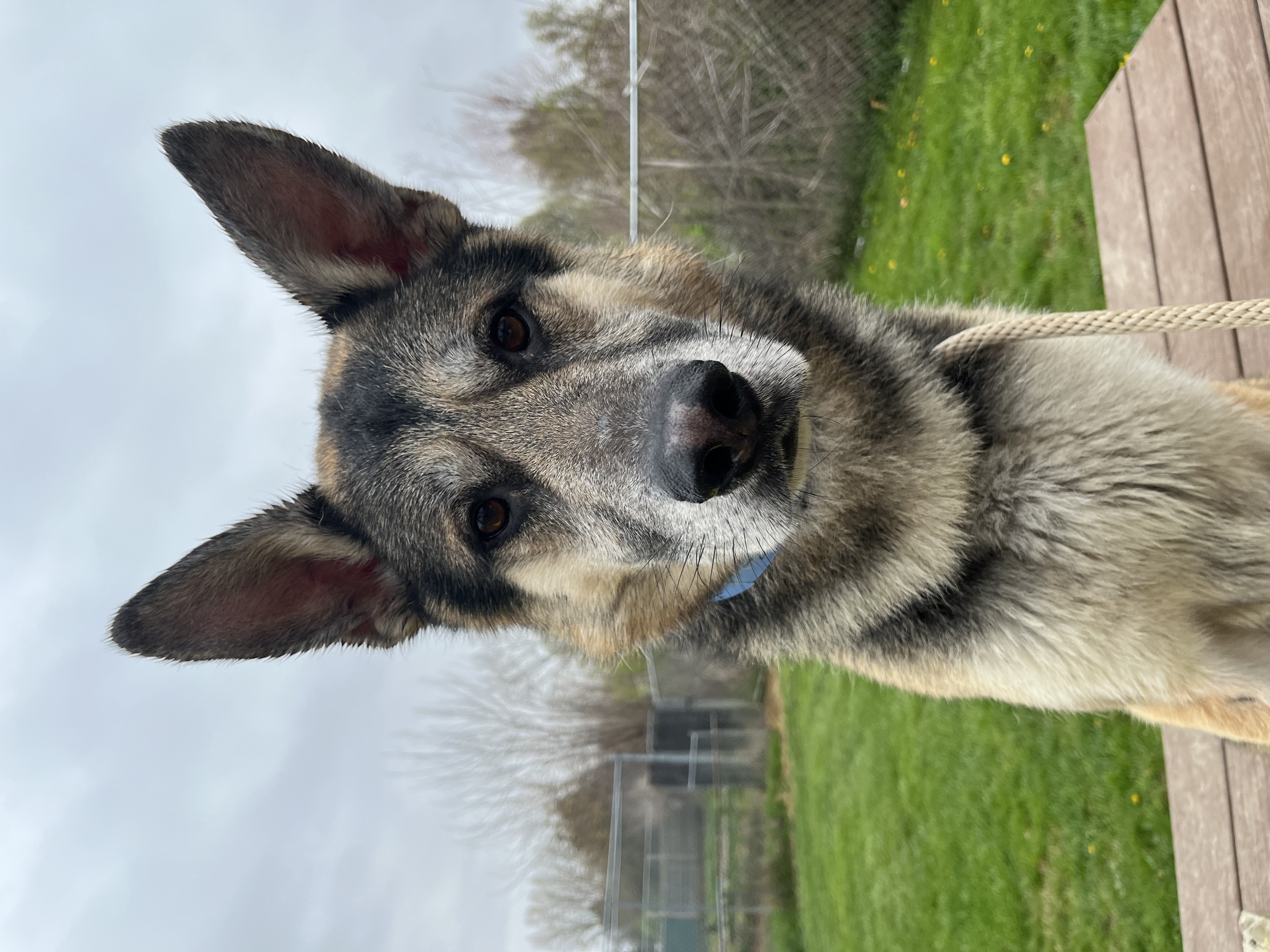 Enlarge Creek, an adoptable German Shepherd Dog in Xenia, OH image 3/6