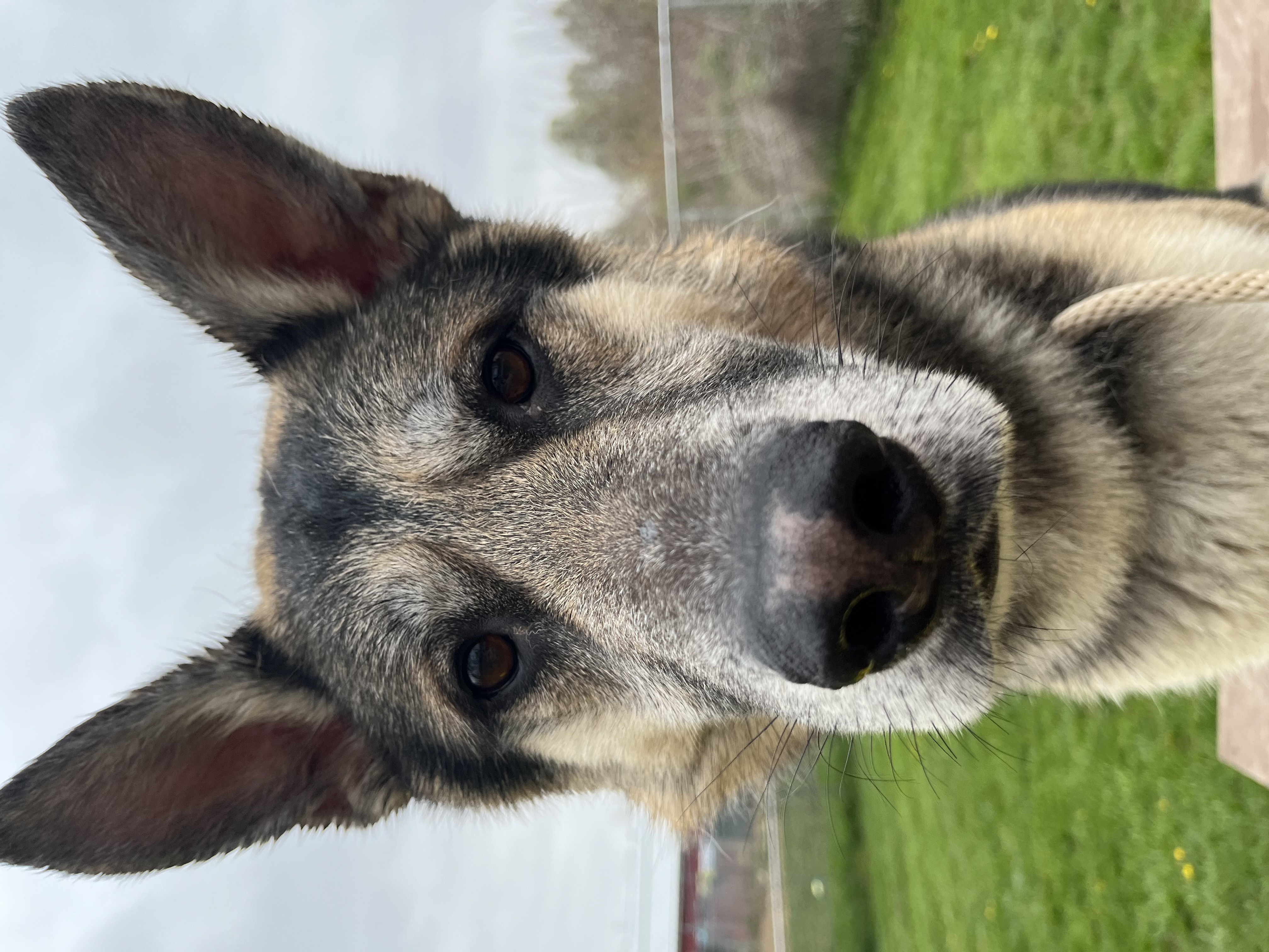 Enlarge Creek, an adoptable German Shepherd Dog in Xenia, OH image 4/6