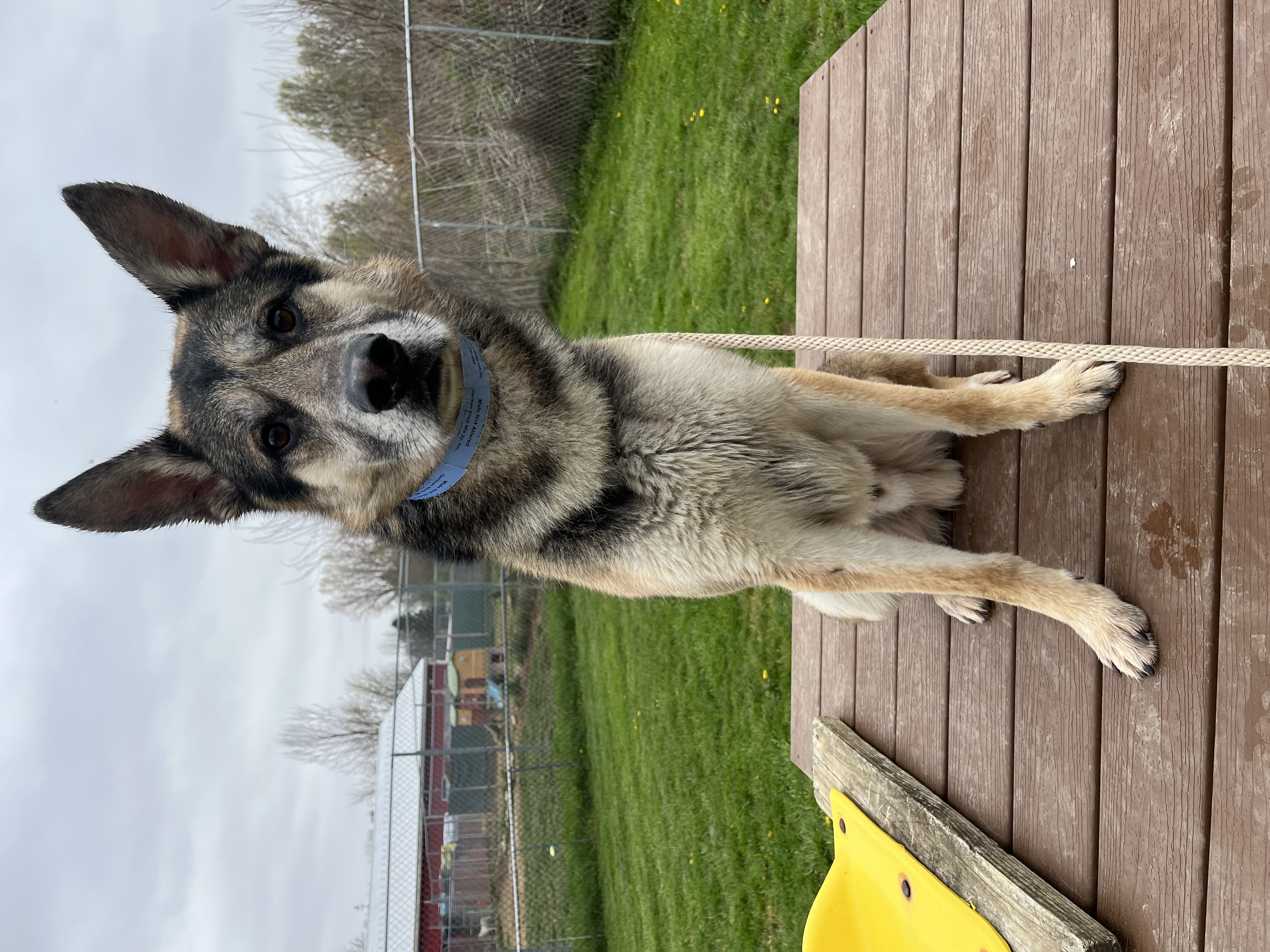 Enlarge Creek, an adoptable German Shepherd Dog in Xenia, OH image 5/6