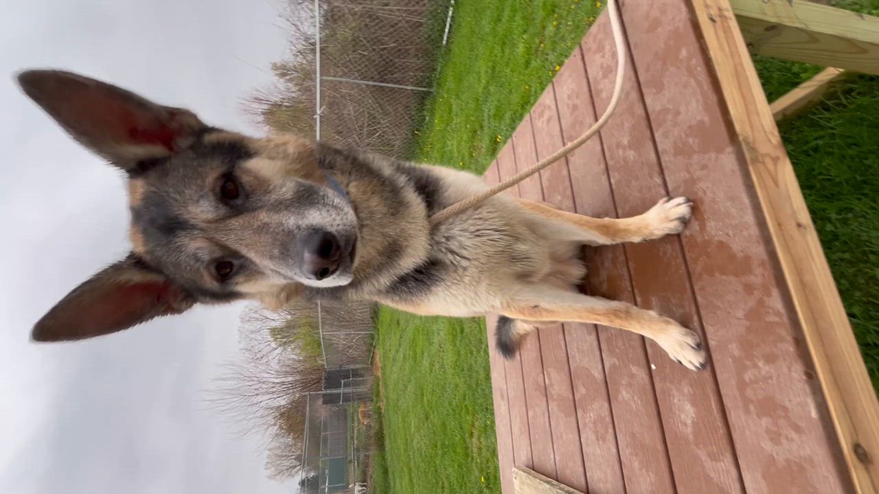 Enlarge Creek, an adoptable German Shepherd Dog in Xenia, OH video 6/6