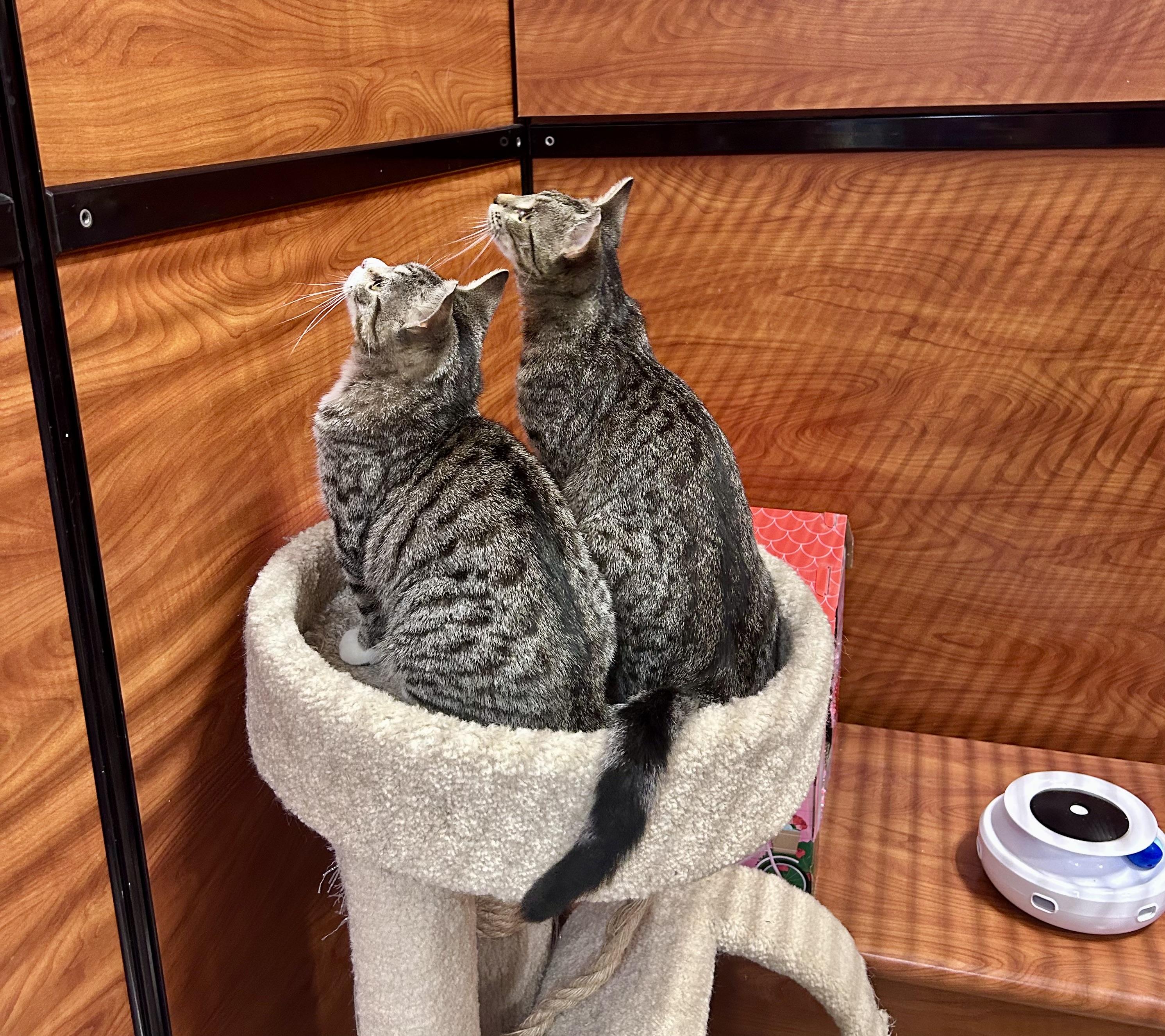 Enlarge Scrabble, a ADOPTABLE Domestic Short Hair in Vernon Hills, IL image 2/2