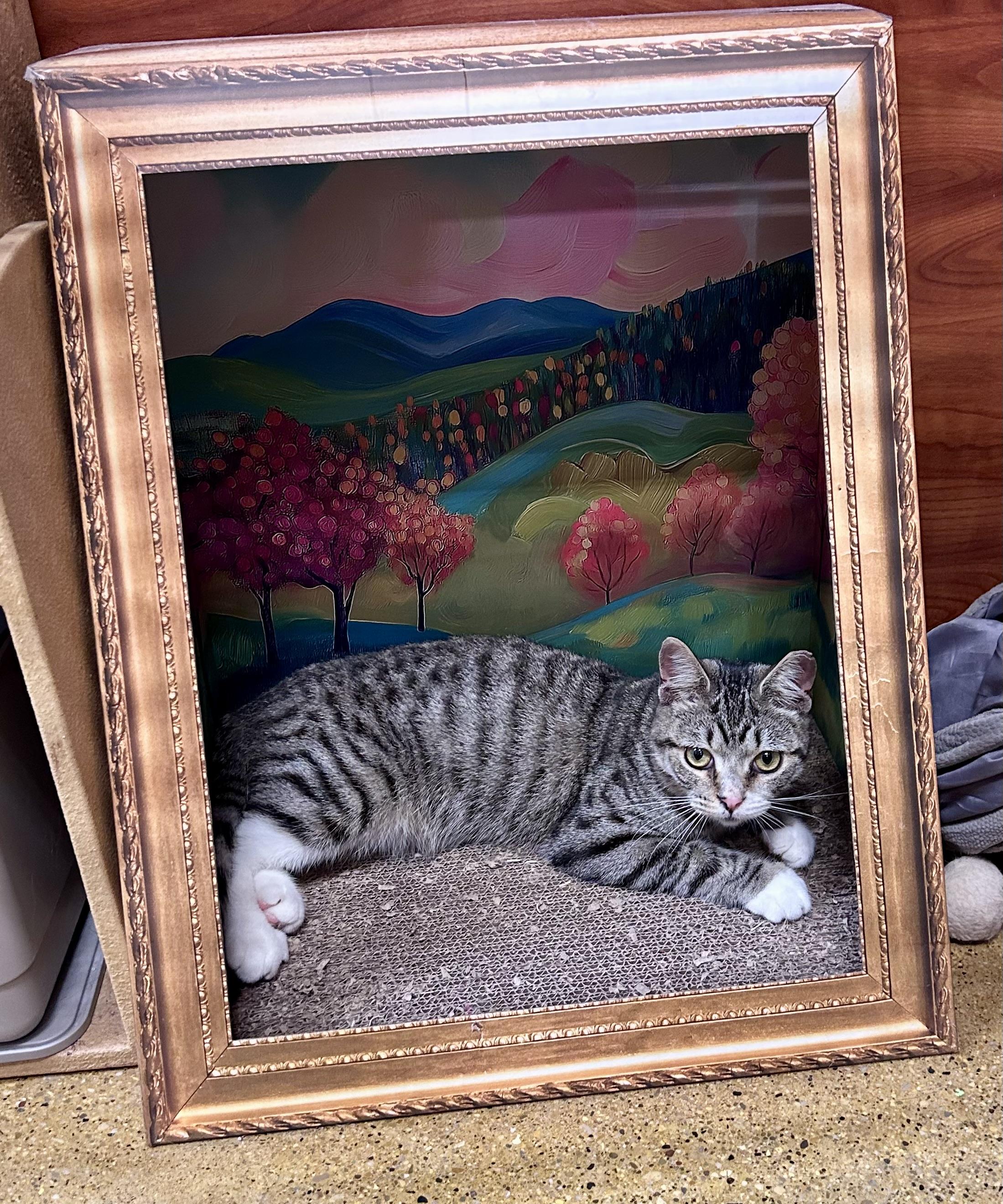 Enlarge Scrabble, a ADOPTABLE Domestic Short Hair in Vernon Hills, IL image 2/2