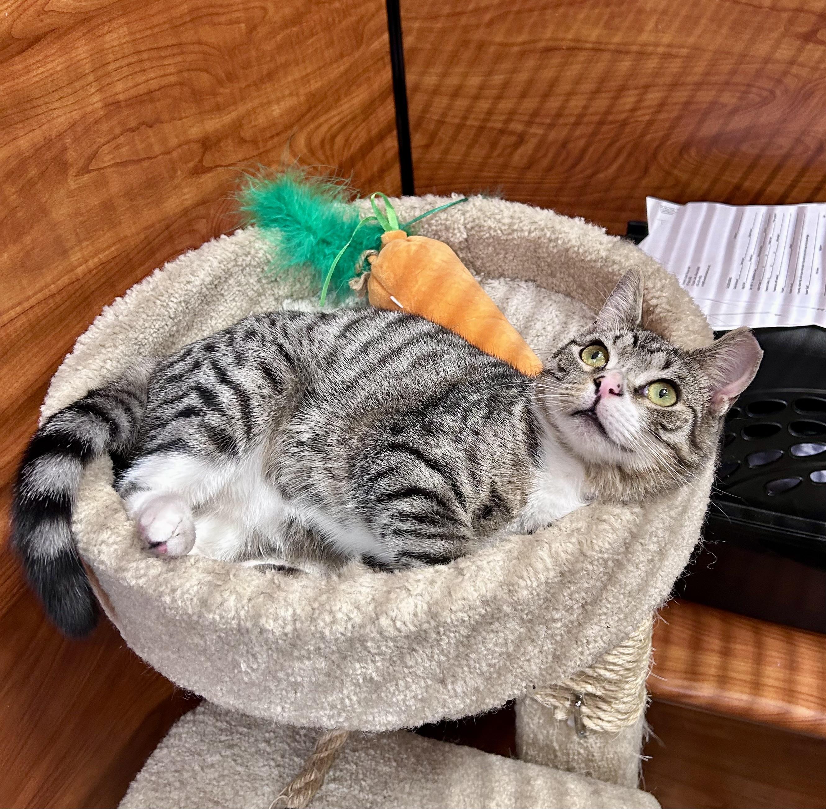 Scrabble, ADOPTABLE, Kitten Male Domestic Short Hair.