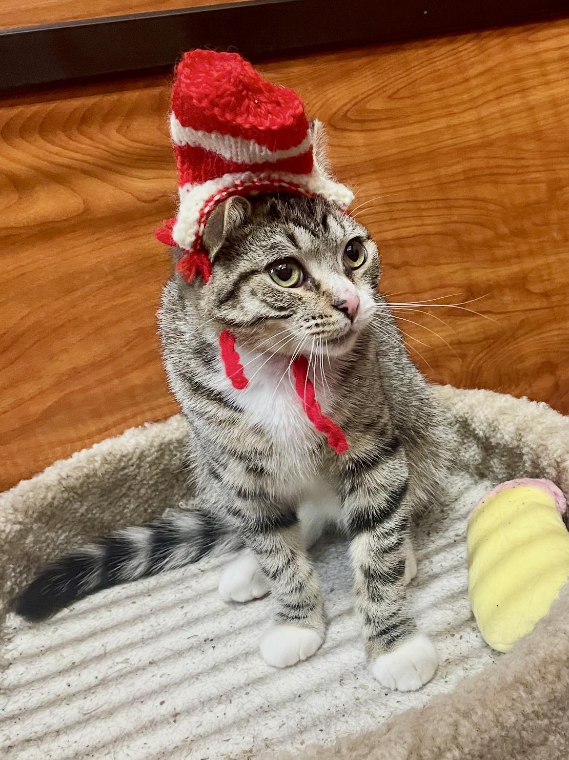 Scrabble, ADOPTABLE, Kitten Male Domestic Short Hair.