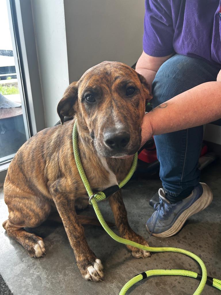 Kenny, a Adoptable mixed breed in Gautier, MS image 1/3