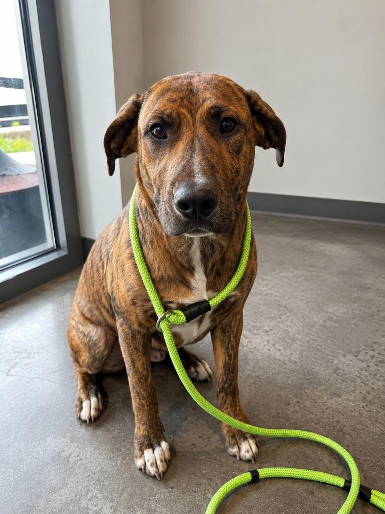 Kenny, a Adoptable mixed breed in Gautier, MS image 2/3