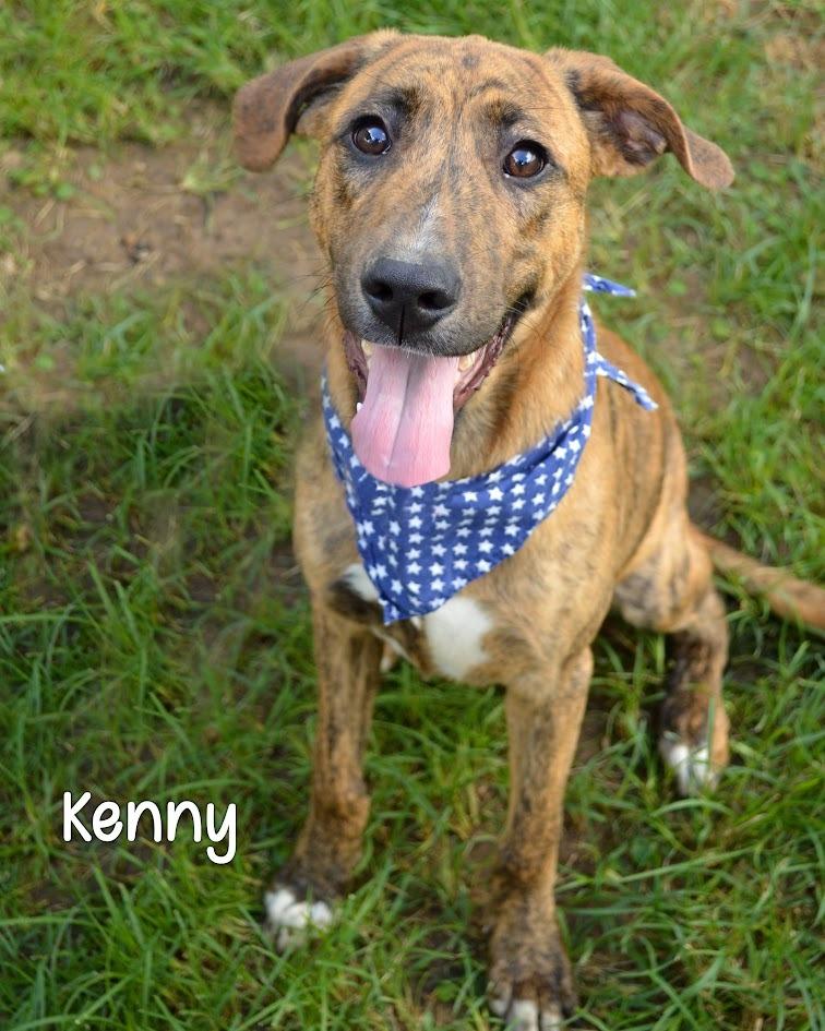Kenny, a Adoptable mixed breed in Gautier, MS image 3/3