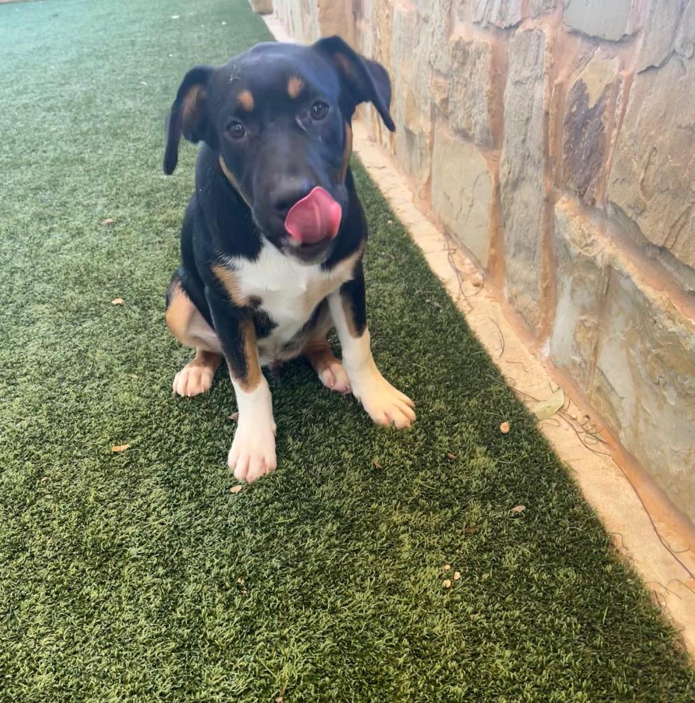 Enlarge Strudel, a Adoptable mixed breed in Seguin, TX image 1/2