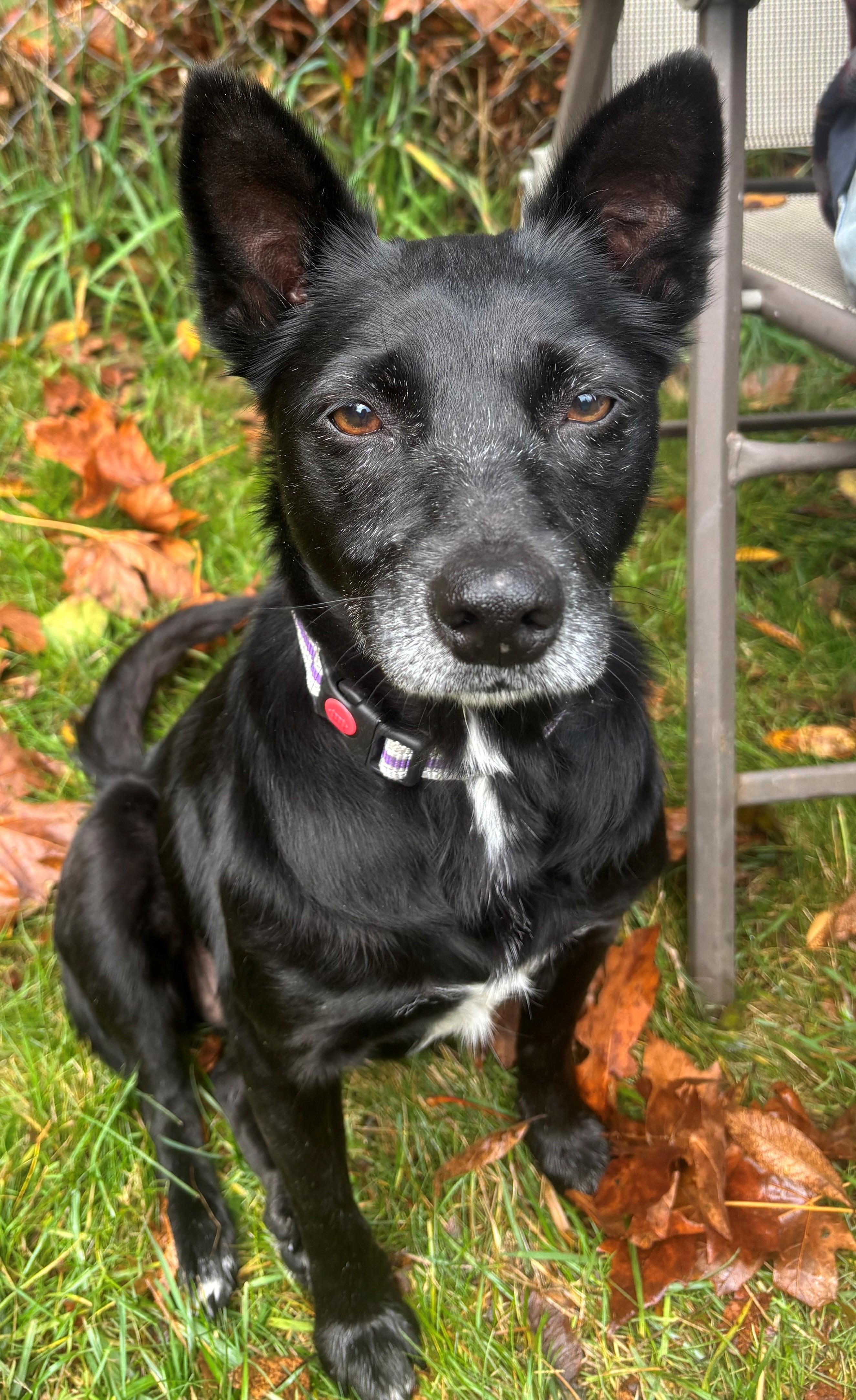 Enlarge RITA, a Adoptable mixed breed in Olympia, WA image 3/6