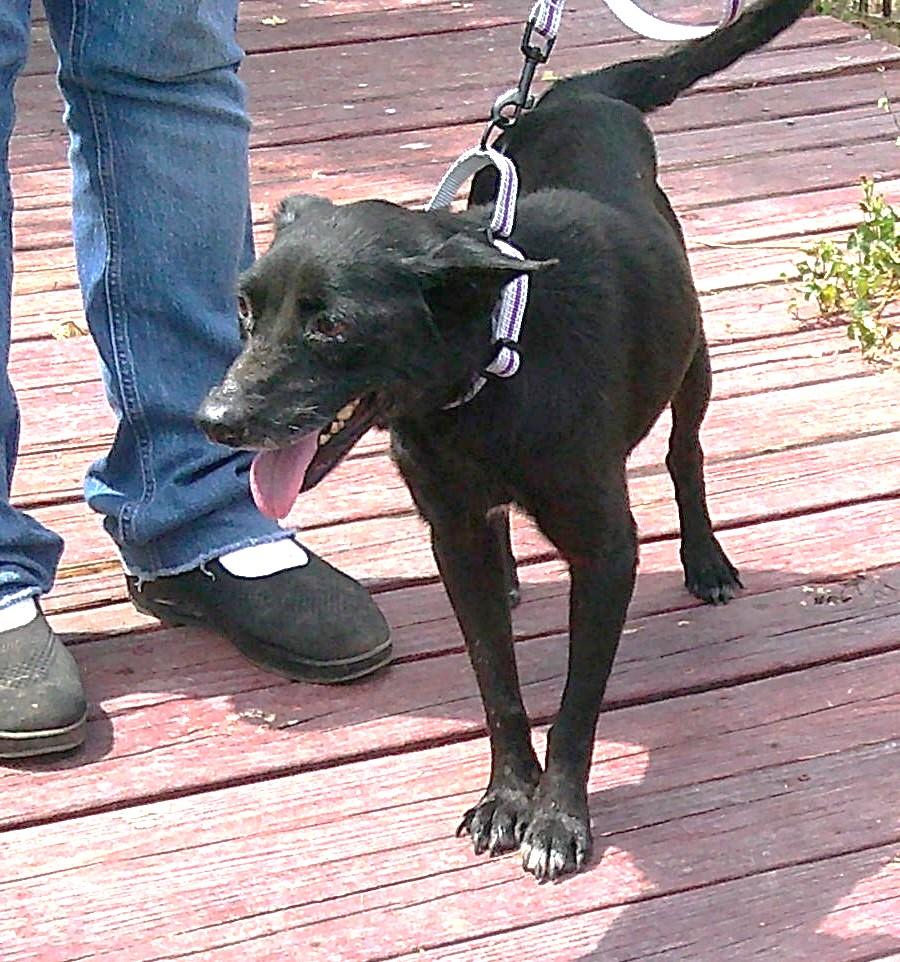 Enlarge RITA, a Adoptable mixed breed in Olympia, WA image 6/6