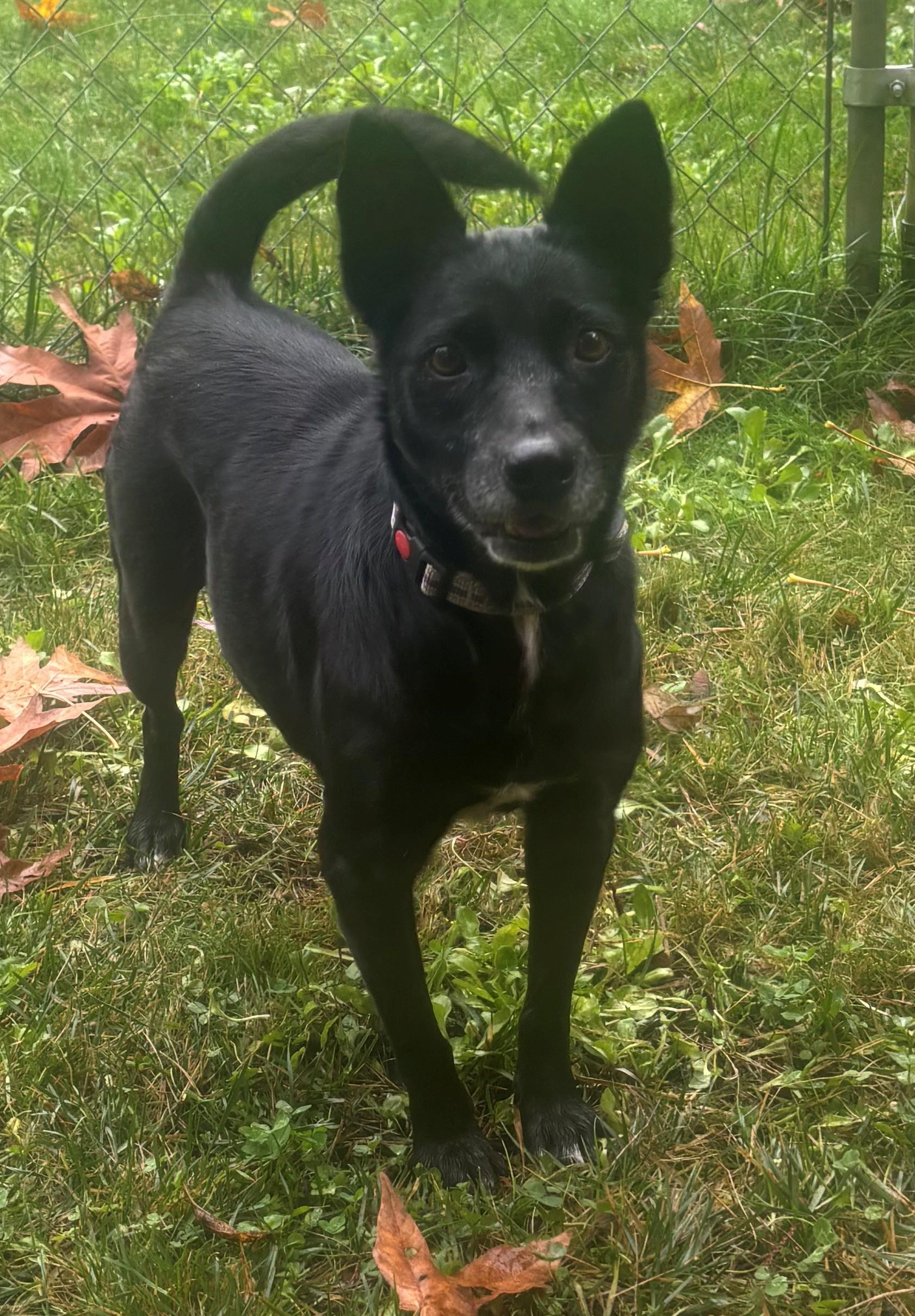 Enlarge RITA, a Adoptable mixed breed in Olympia, WA image 2/6