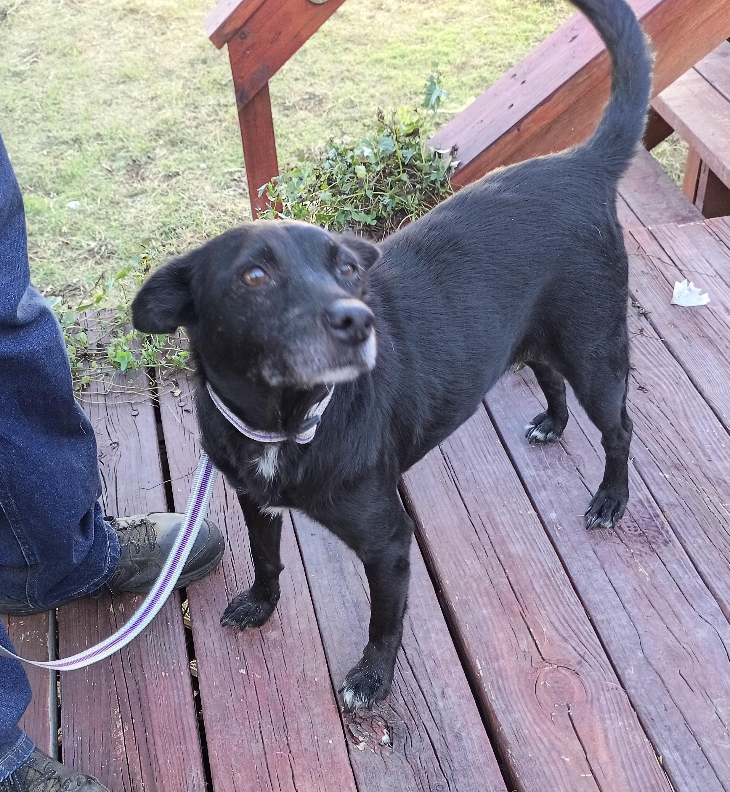 Enlarge RITA, a Adoptable mixed breed in Olympia, WA image 4/6
